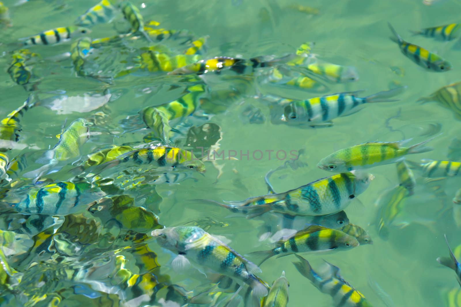 tropical fishes swimming in the sea by karinclaus