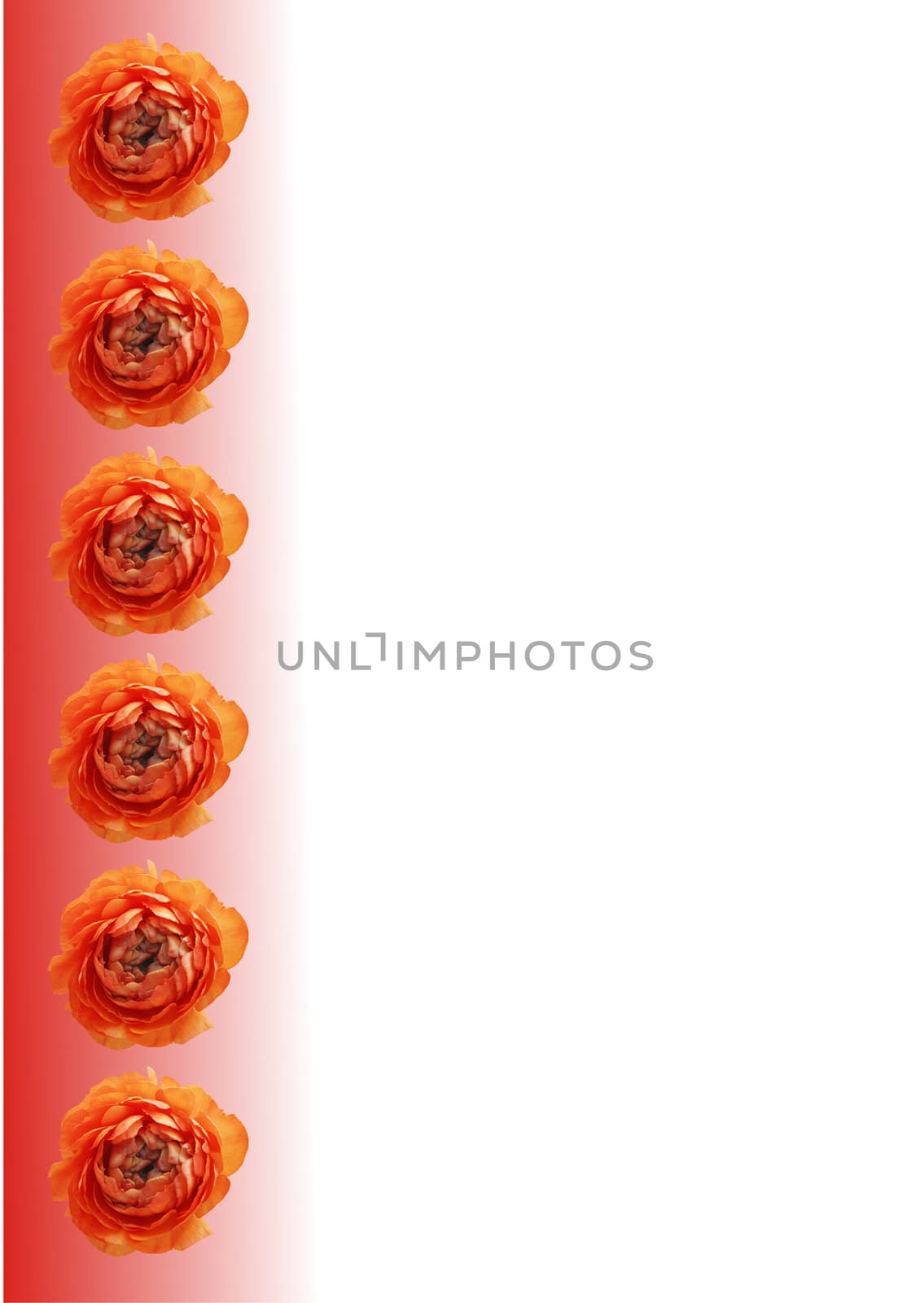 Vertical orange flower banner isolated on white background by Kudryashka