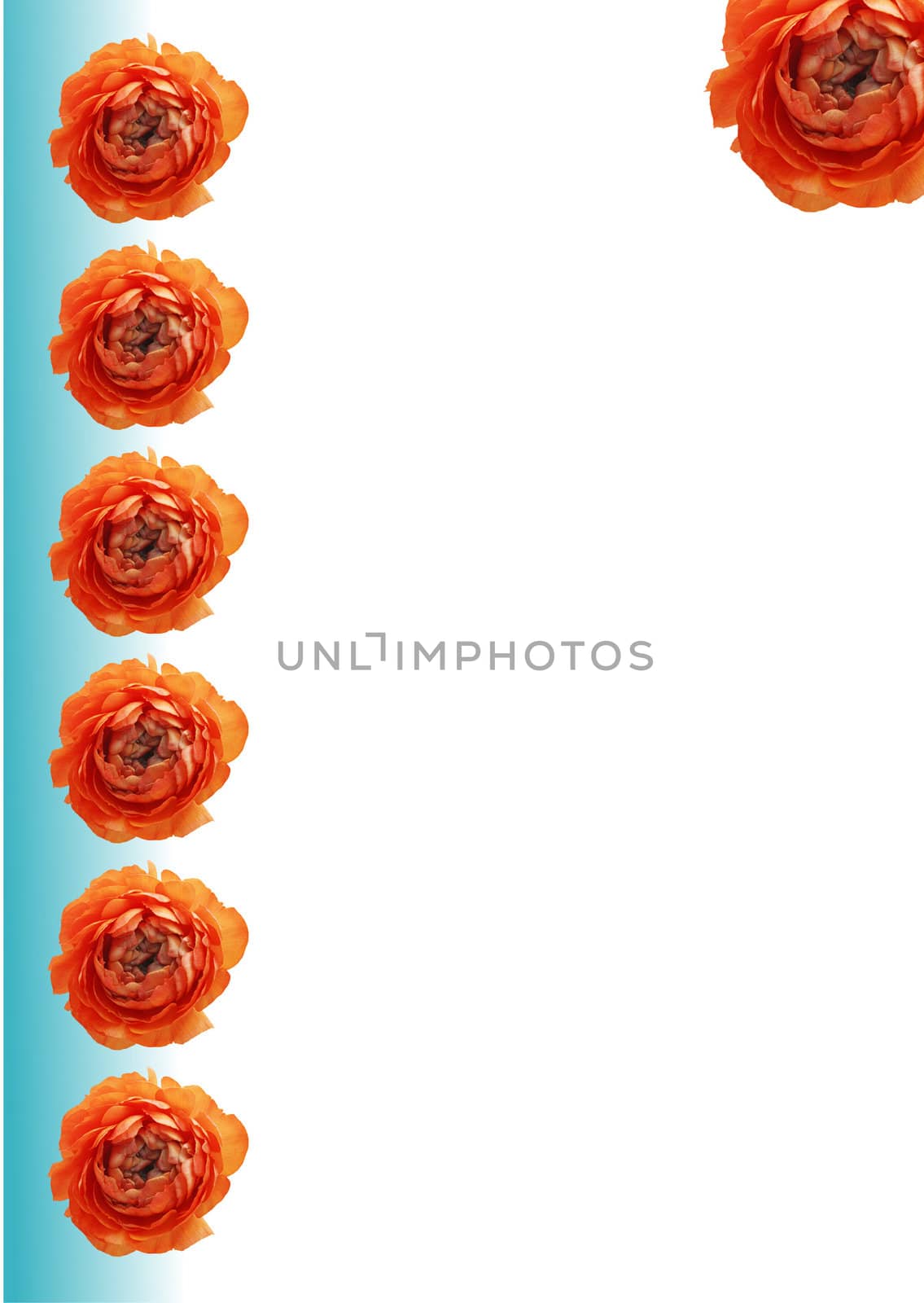 Vertical red flower banner isolated on white background by Kudryashka