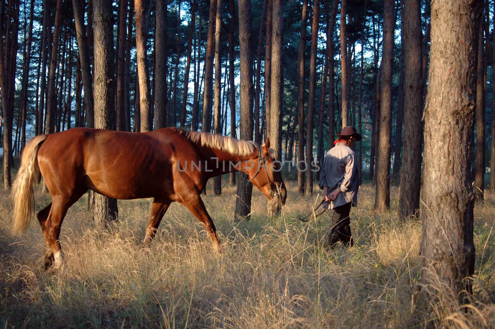 Horse and cowboy in the pine forest