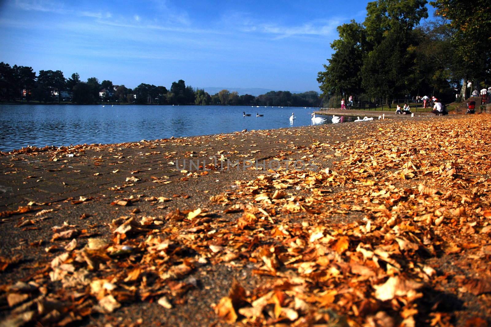 Roath lake by lehnerda