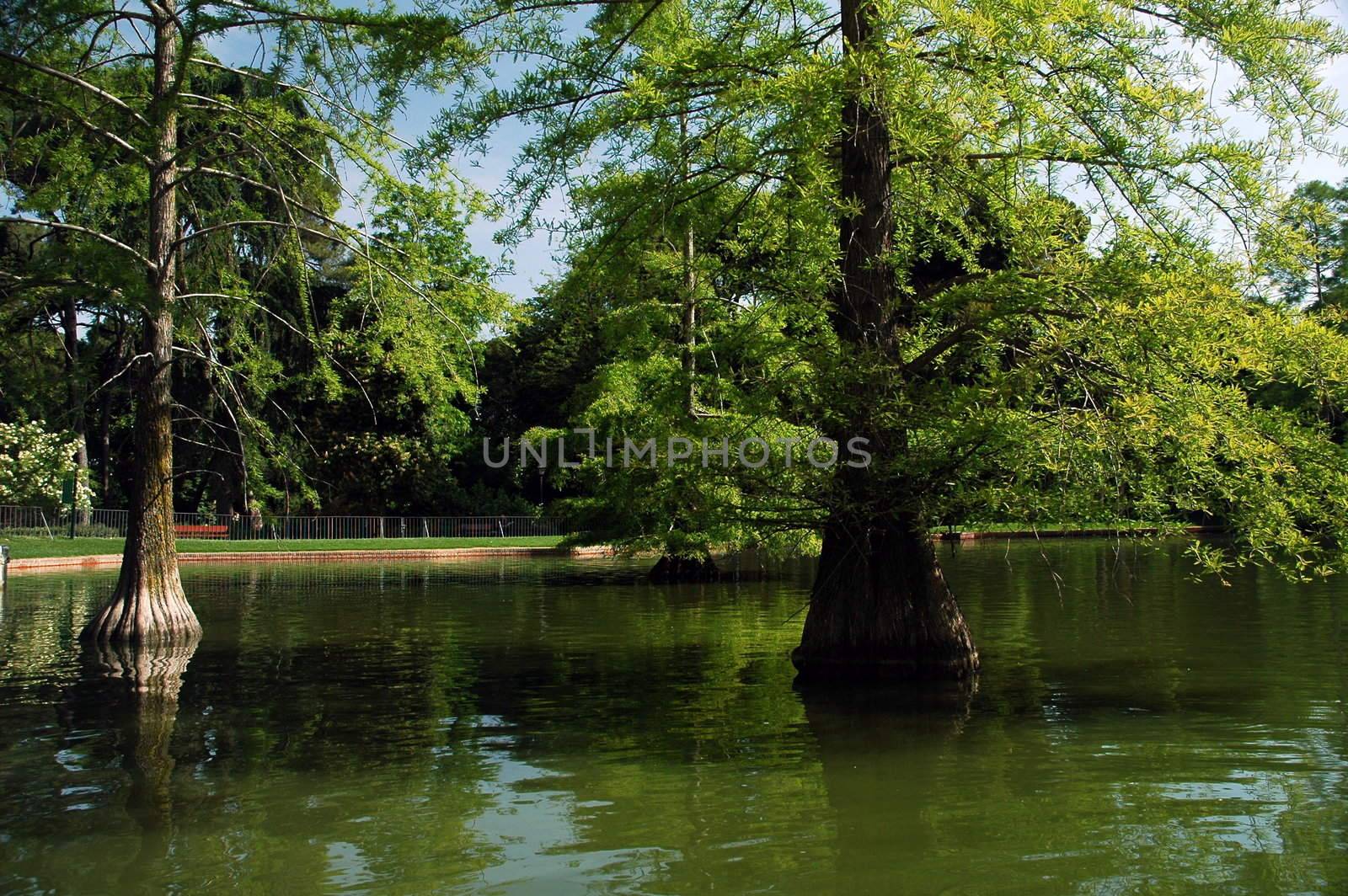 madrid's lake with trees in summer    summer, spain, madrid, lake, tree, reflection, water, green,  branch, bark, trunk,