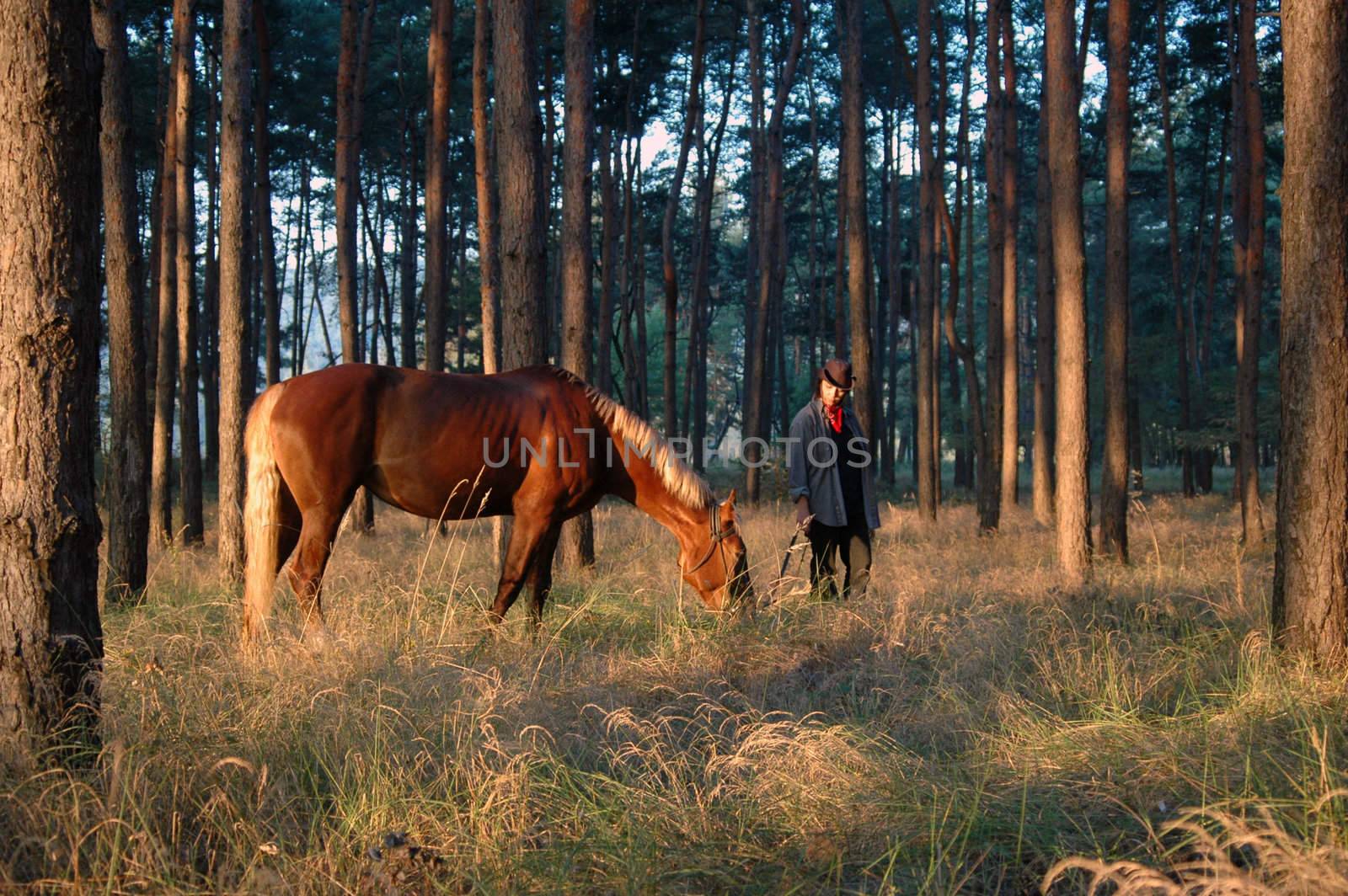 Horse and cowboy in the pine forest