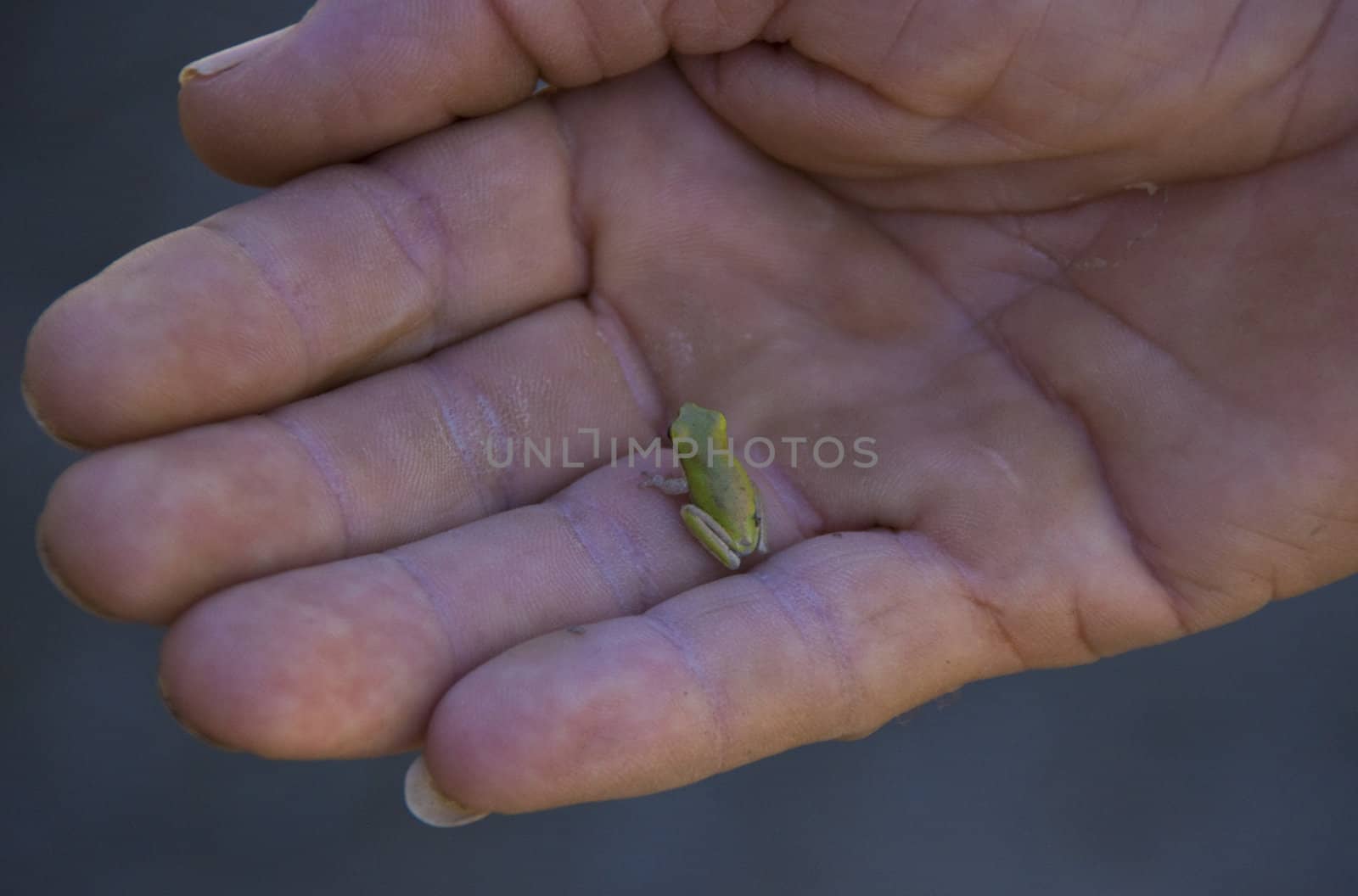 One of the smallest frogs in the world, an Australian native, rests in a man's  hand.