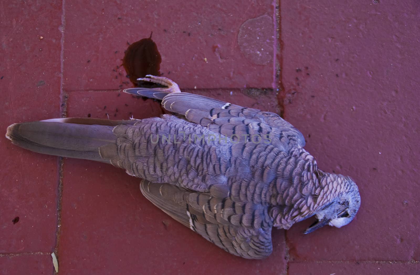 A bird of prey killed the pigeon but lost her in flight. The pigeon fell on red tile, and continued bleeding.