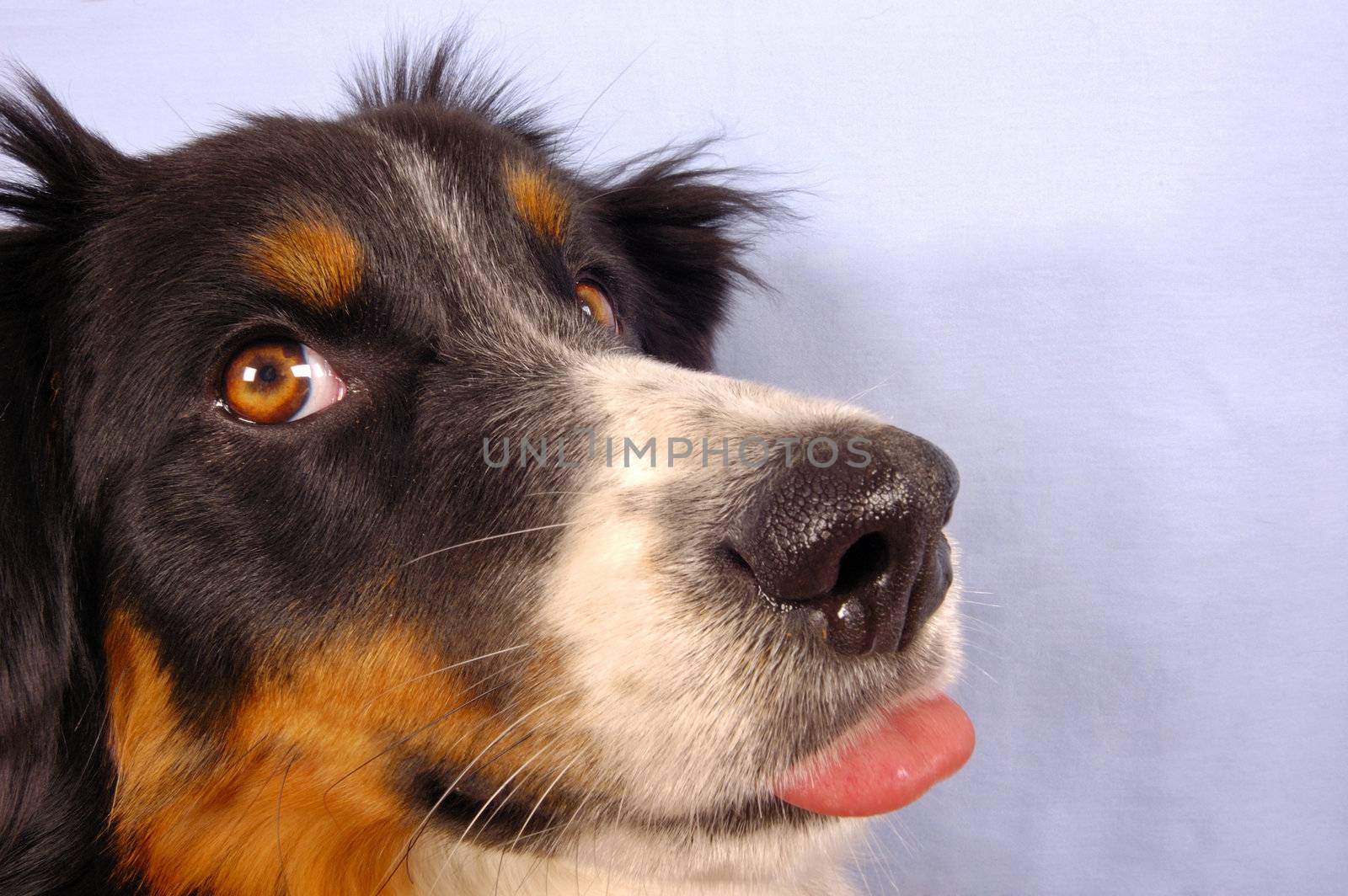 Portrait of a young dog sticking its tongue out
