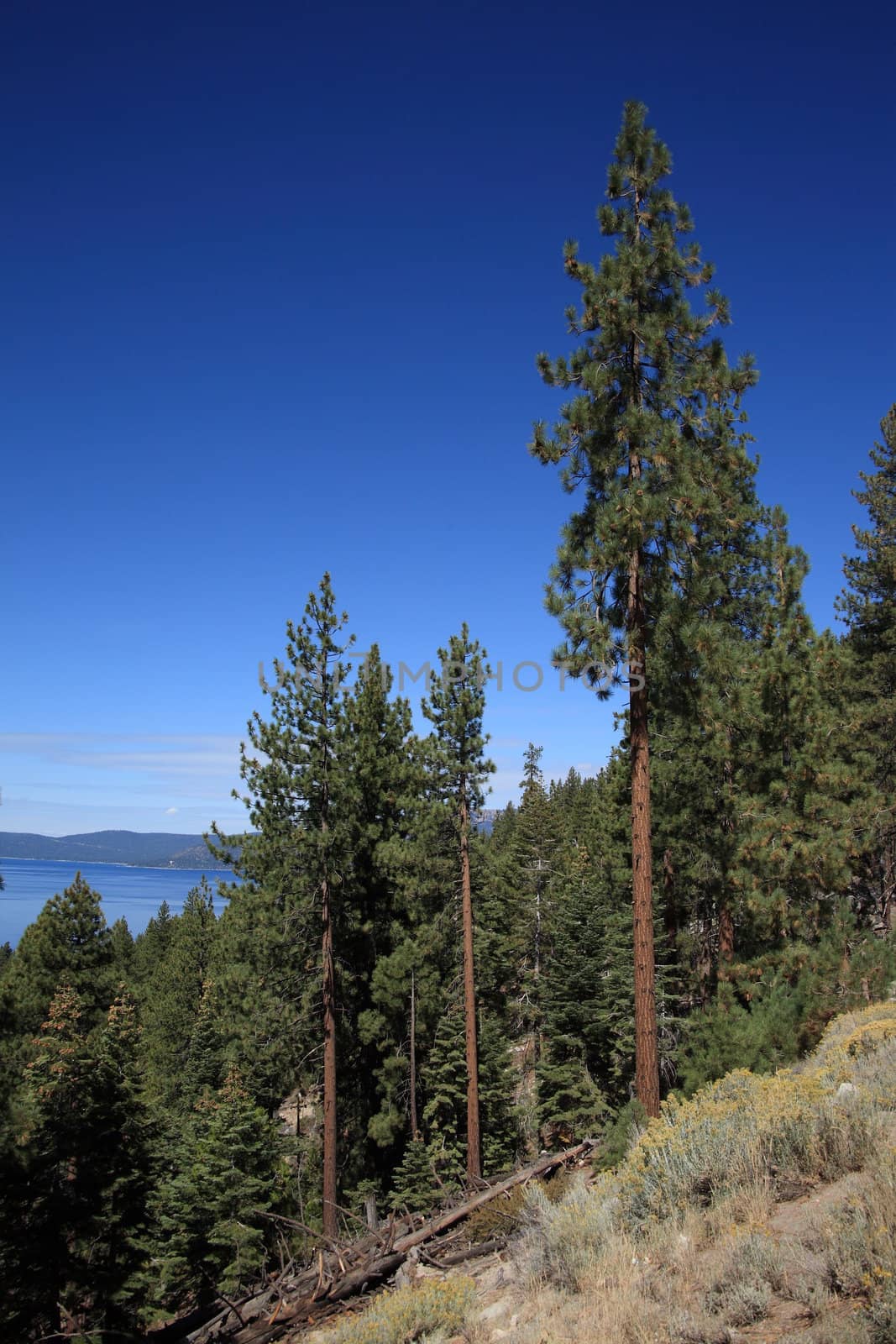 Pine trees of a Lake Tahoe mountain slope.