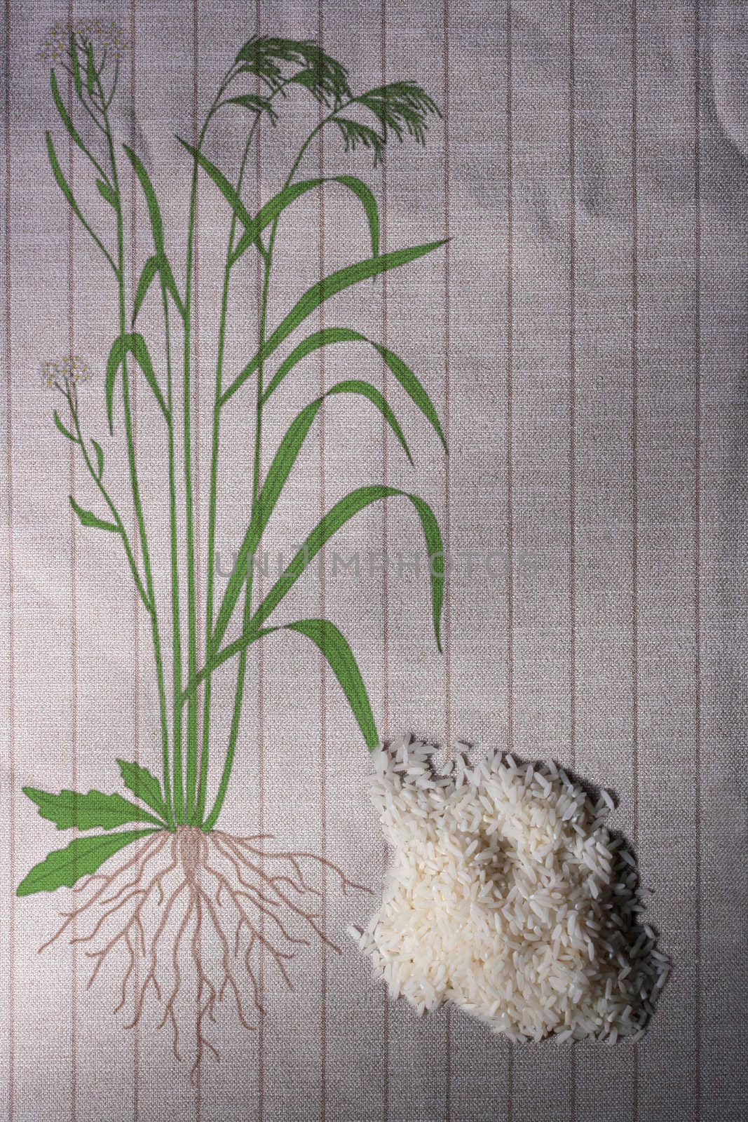 Rice grains against with the image of a plant fig. Roots, stalks, a flower and grains.