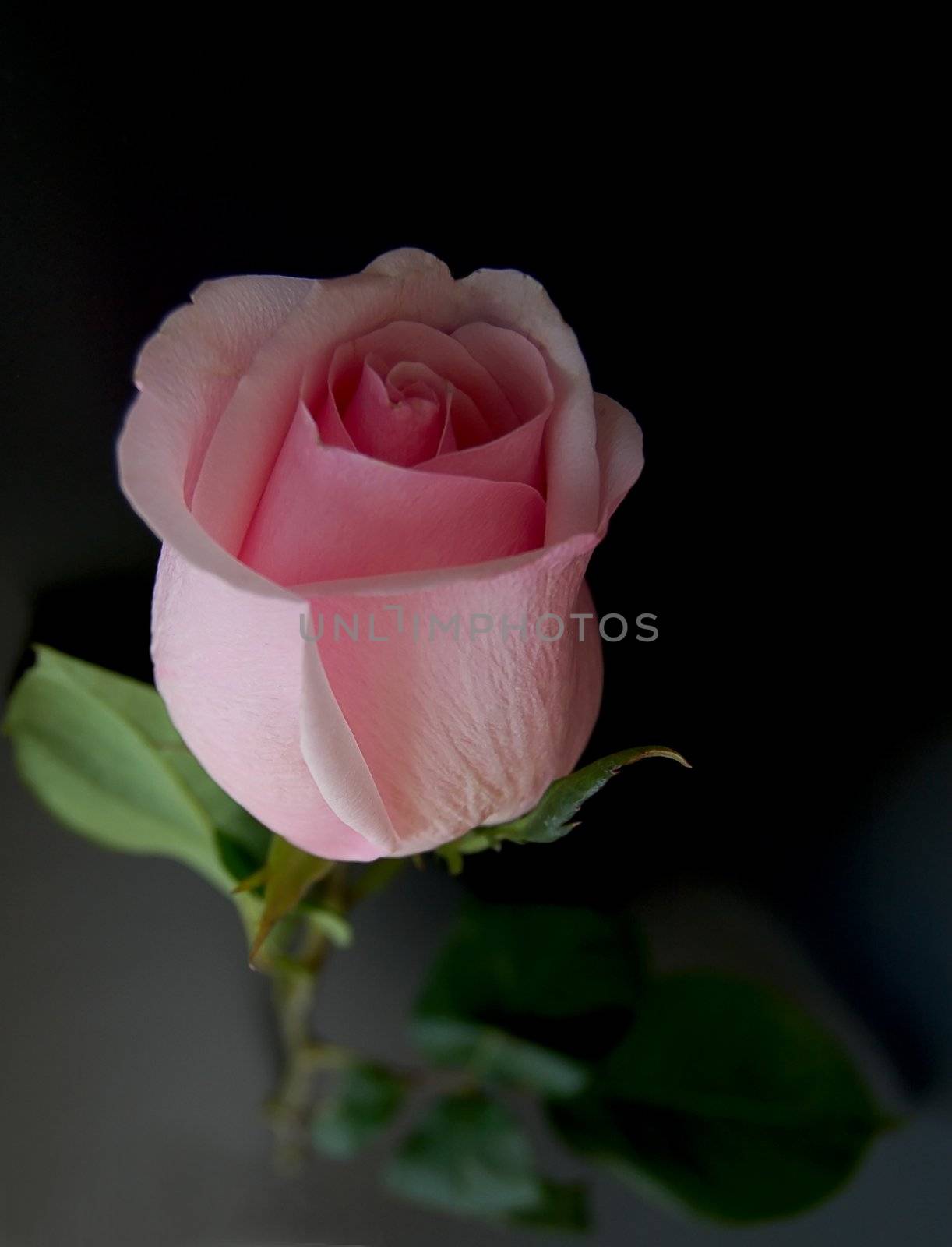 rose on black by mettus