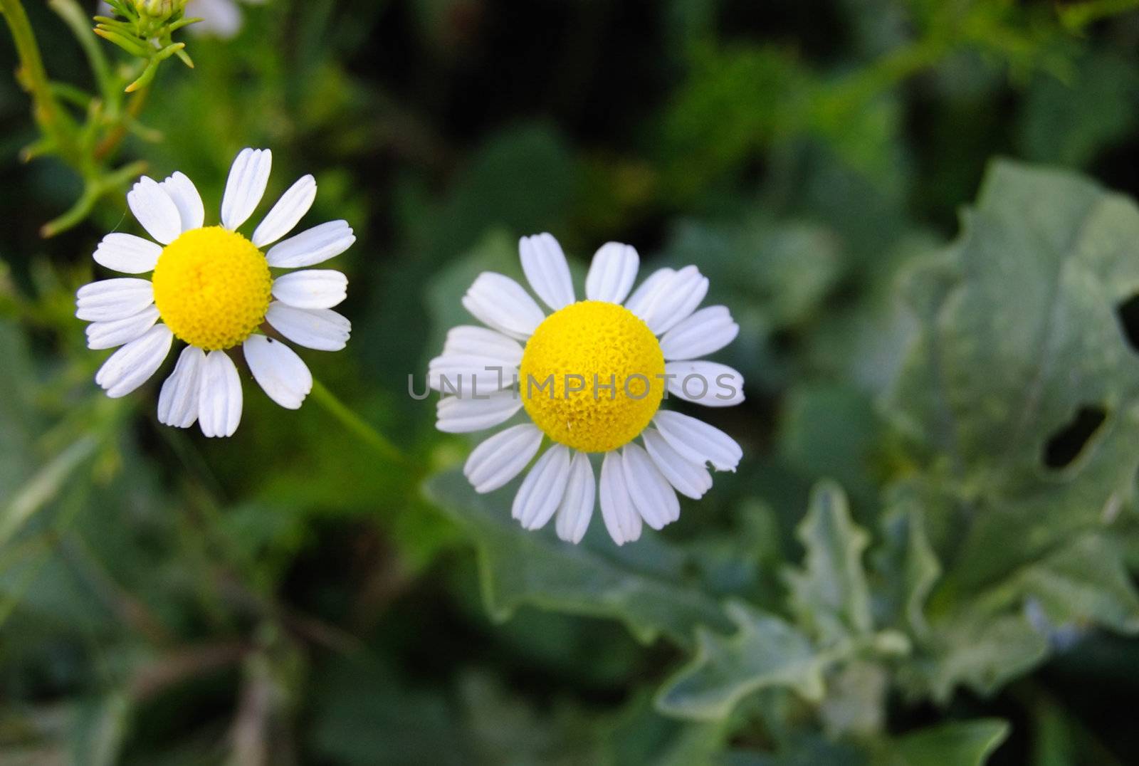 two chamomiles (Matricaria chamomilla) in the grass