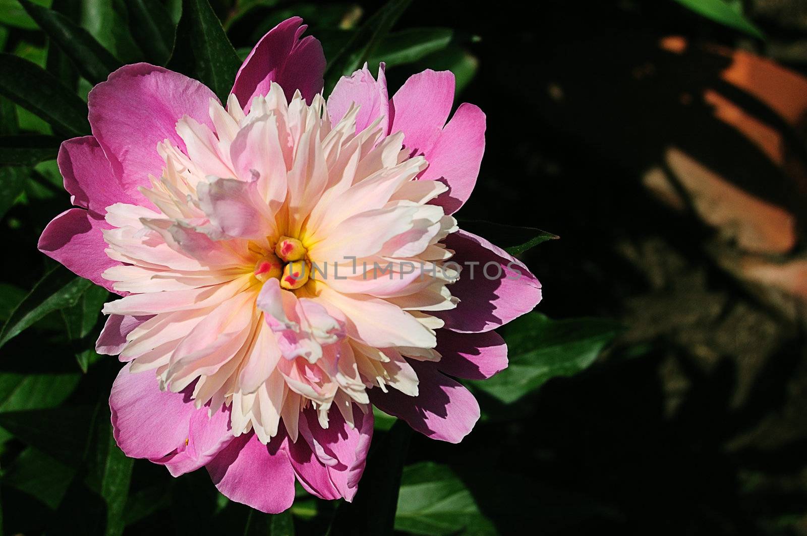 close-up of flower of peony (Paeonia officinalis)