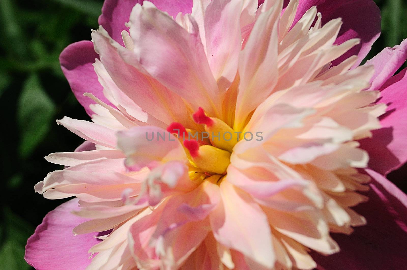 close-up of flower of peony (Paeonia officinalis)