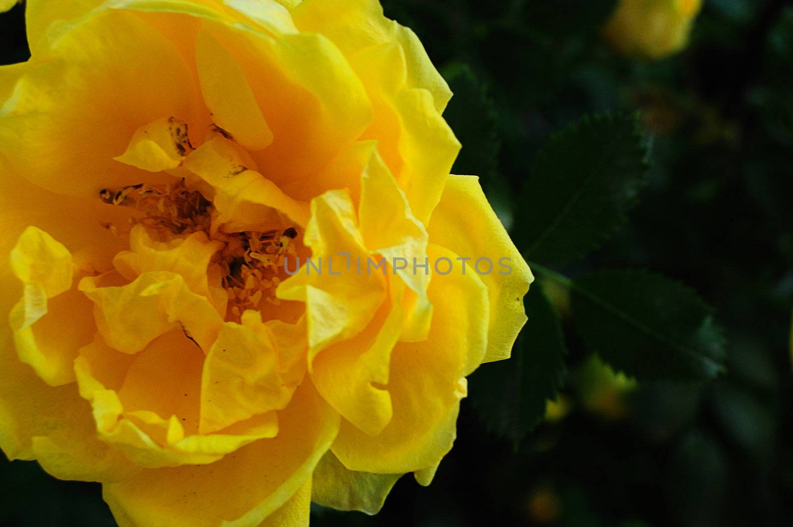 close-up of yellow rose in spring garden