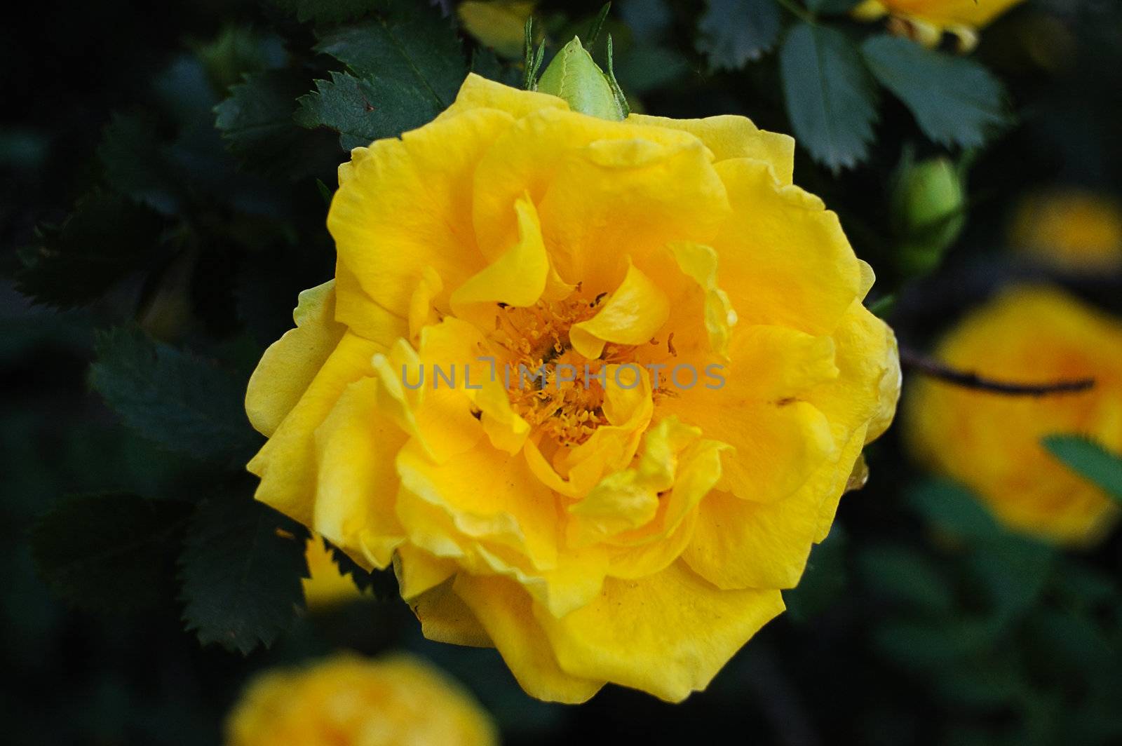 close-up of yellow rose on spring bush