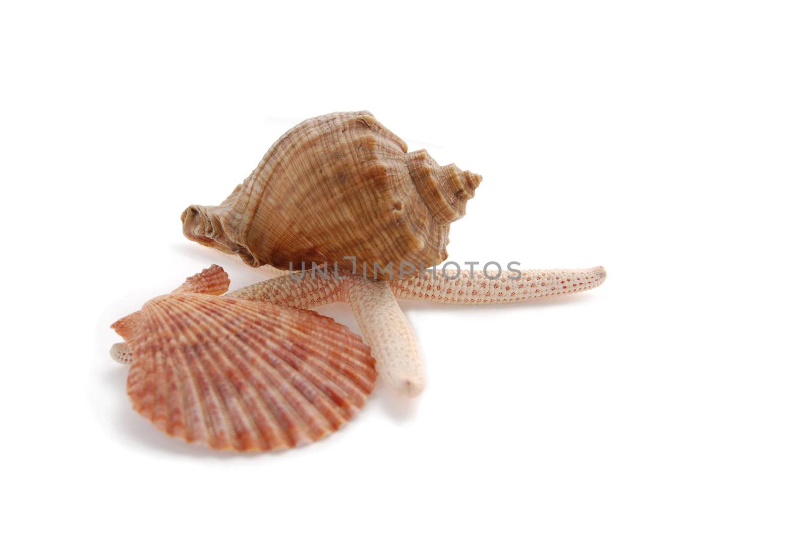 starfish and shells of different colors isolated on white with shadows