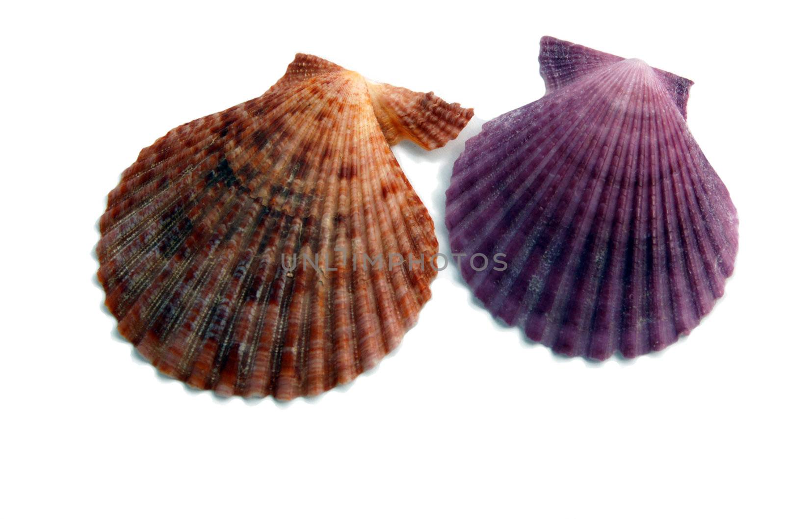 colored shells by mettus