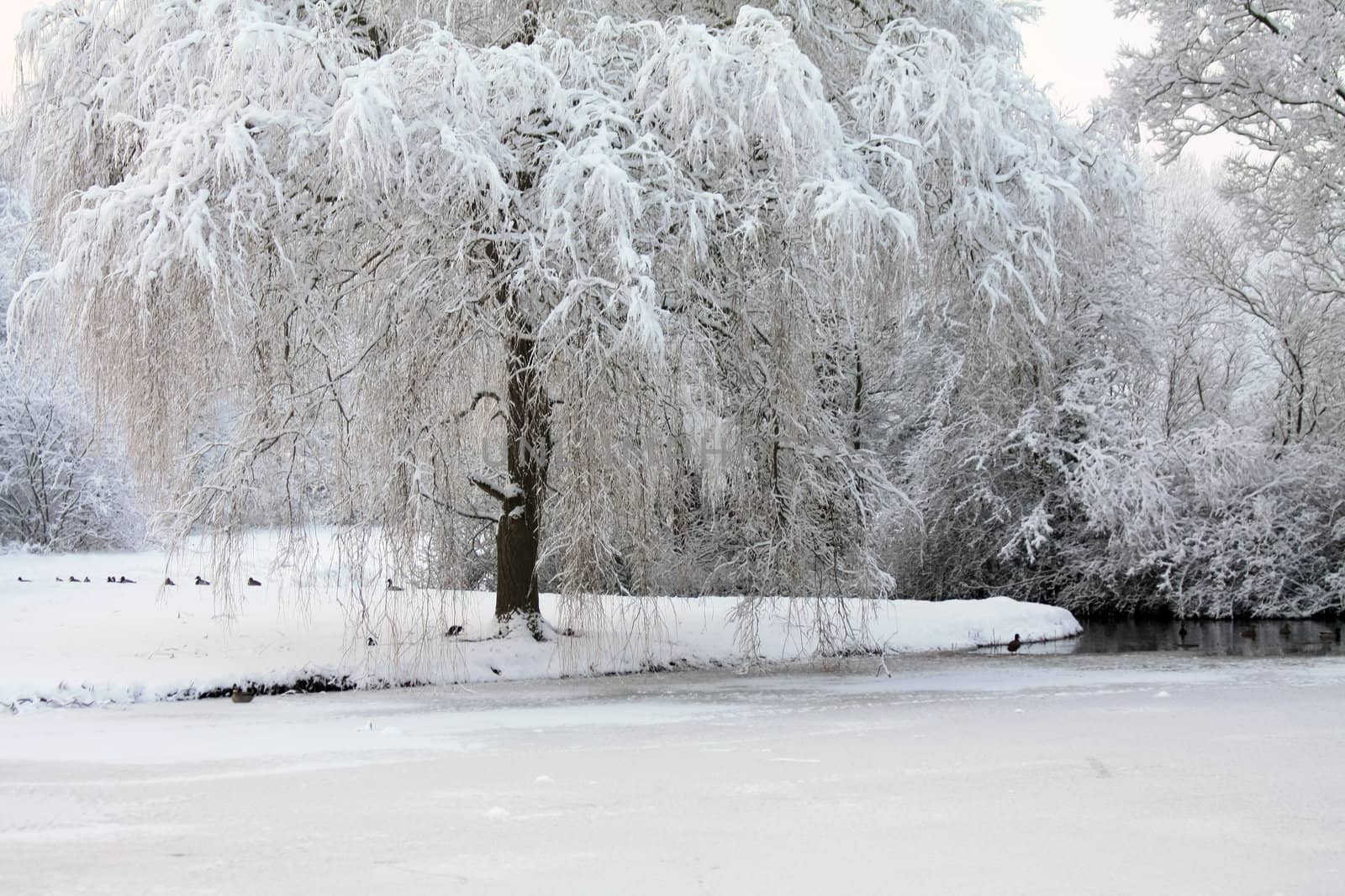 A winter forest by studioportosabbia