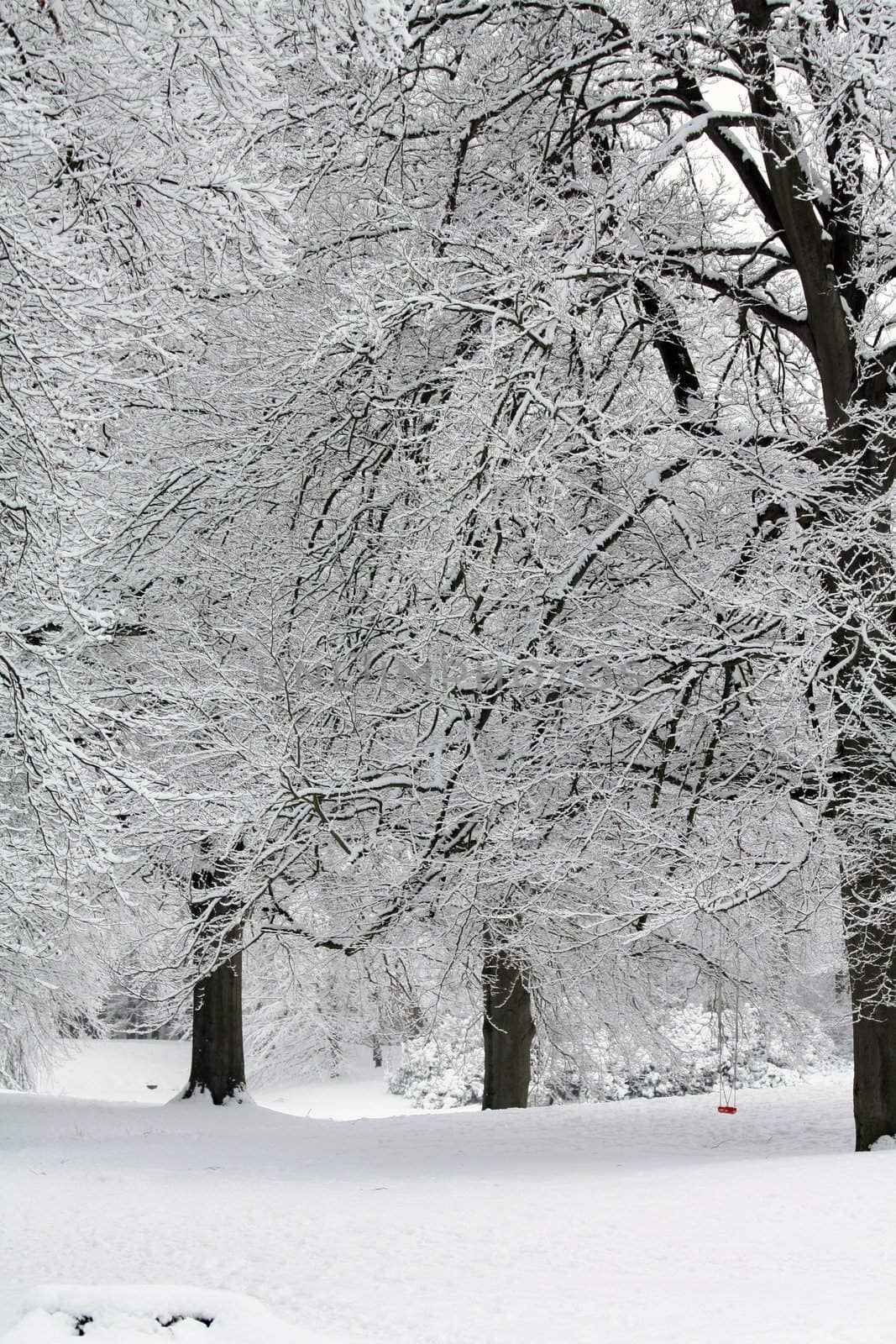 A fairytale white winter forest by studioportosabbia