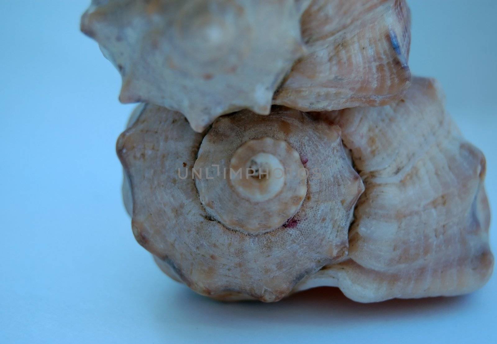 macro of shells from black sea by mettus