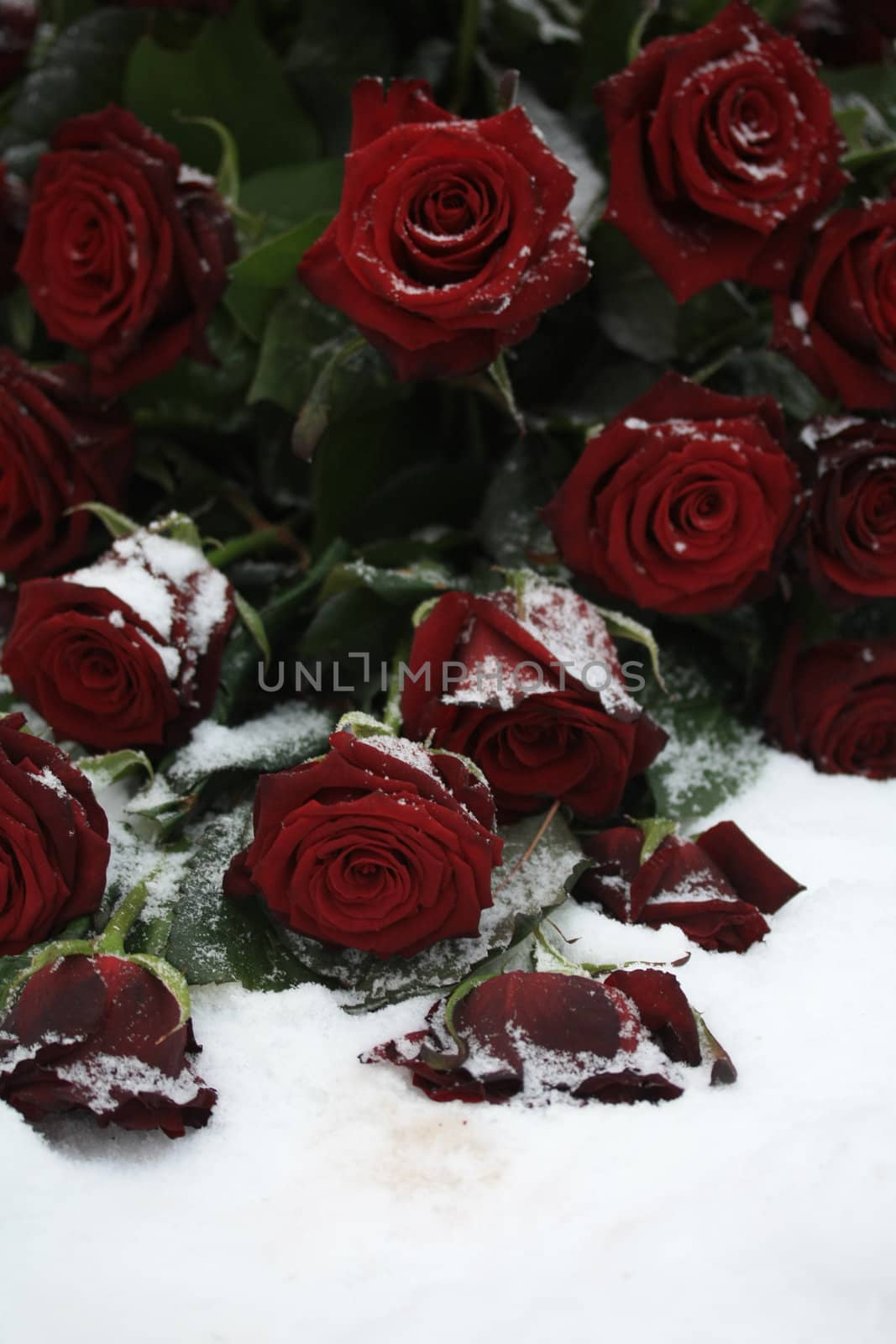 A bouquet of red roses in the snow