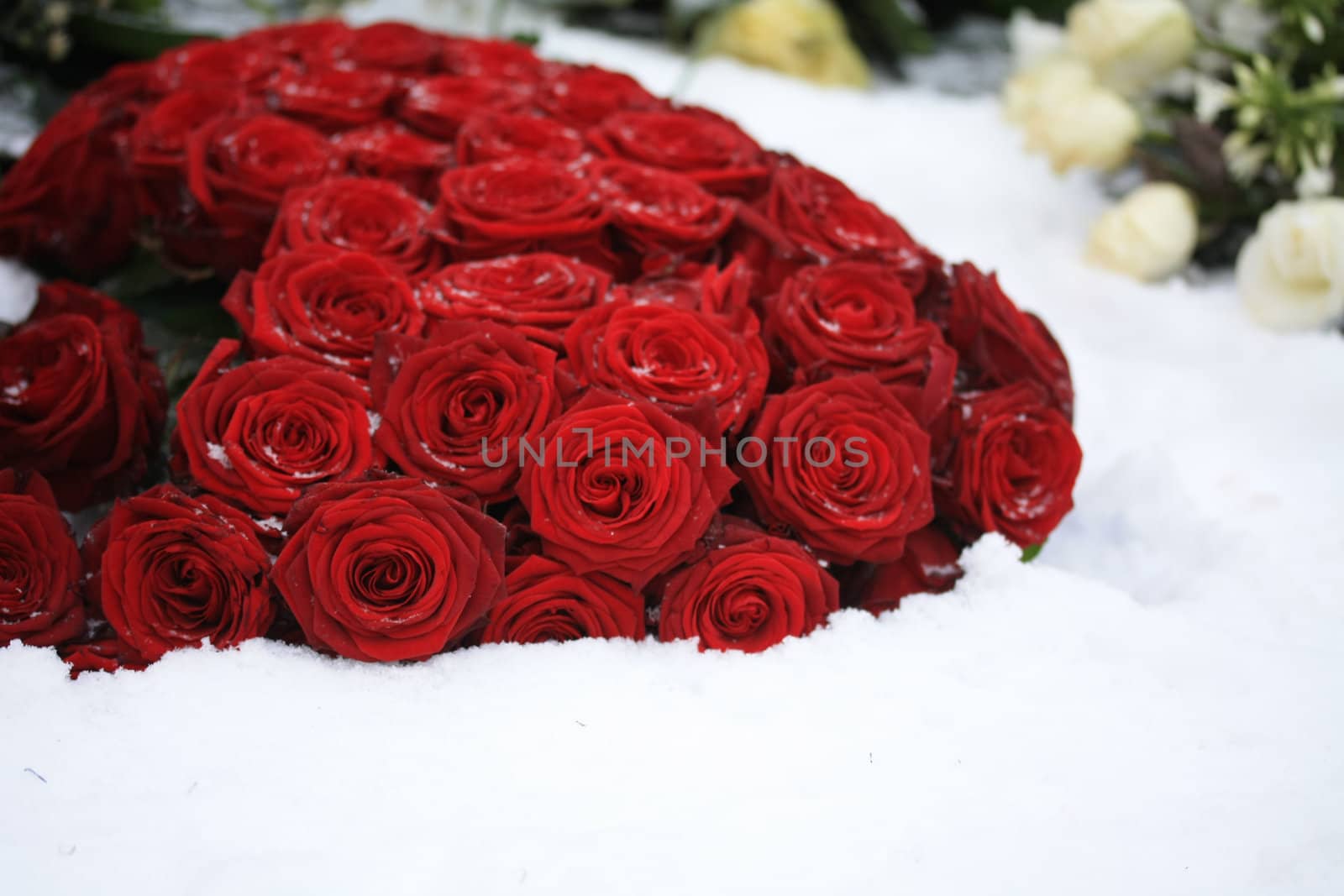 red rose bouquet in the snow by studioportosabbia