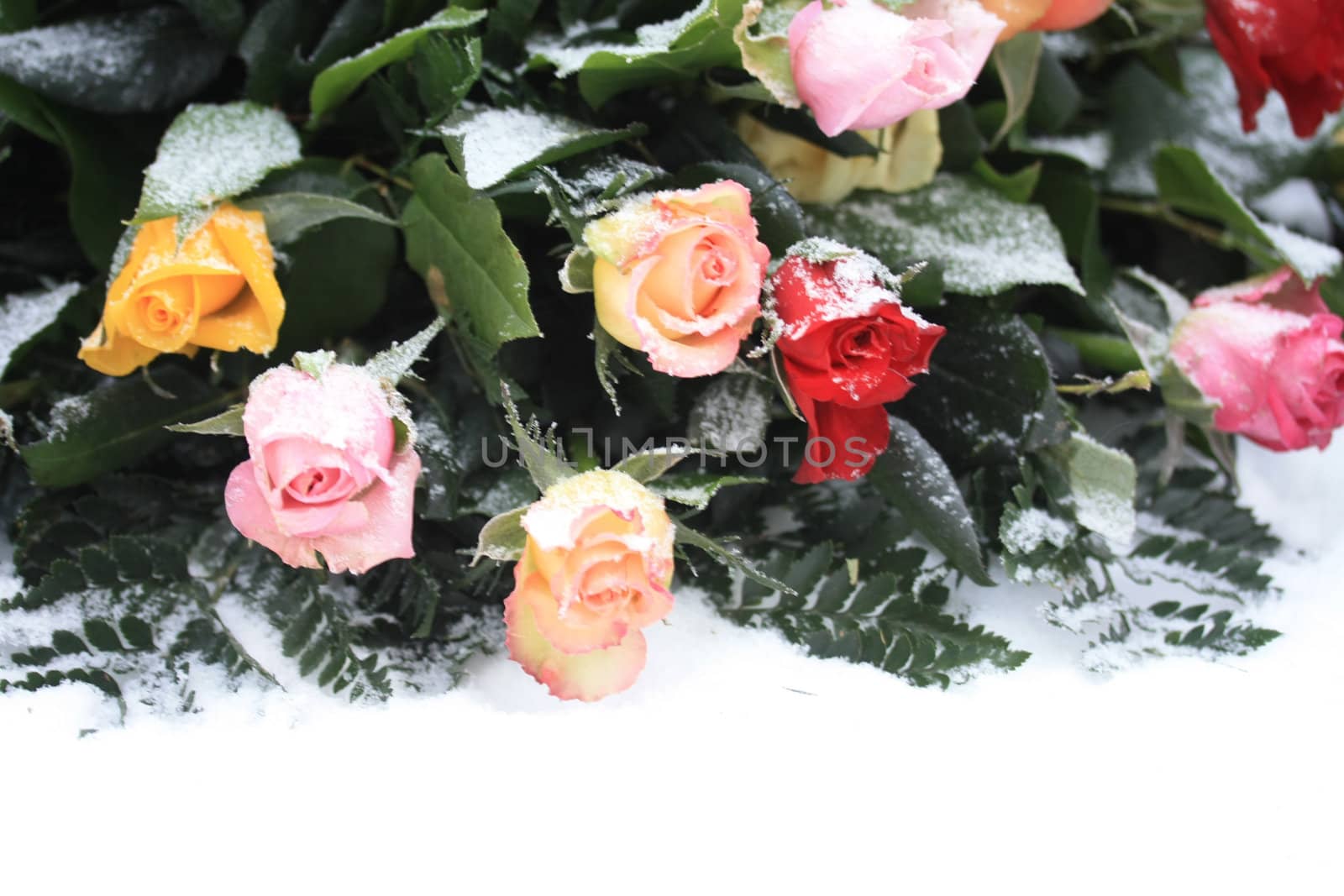mixed rose bouquet in the snow by studioportosabbia