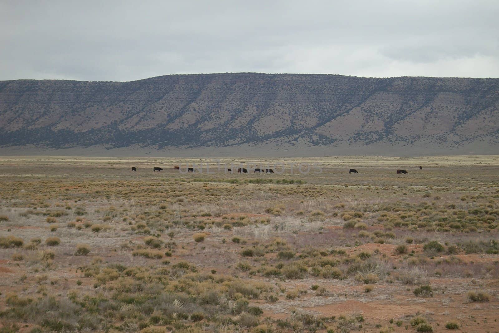 Cattle graze along isolated desert section of old Rt. 66.