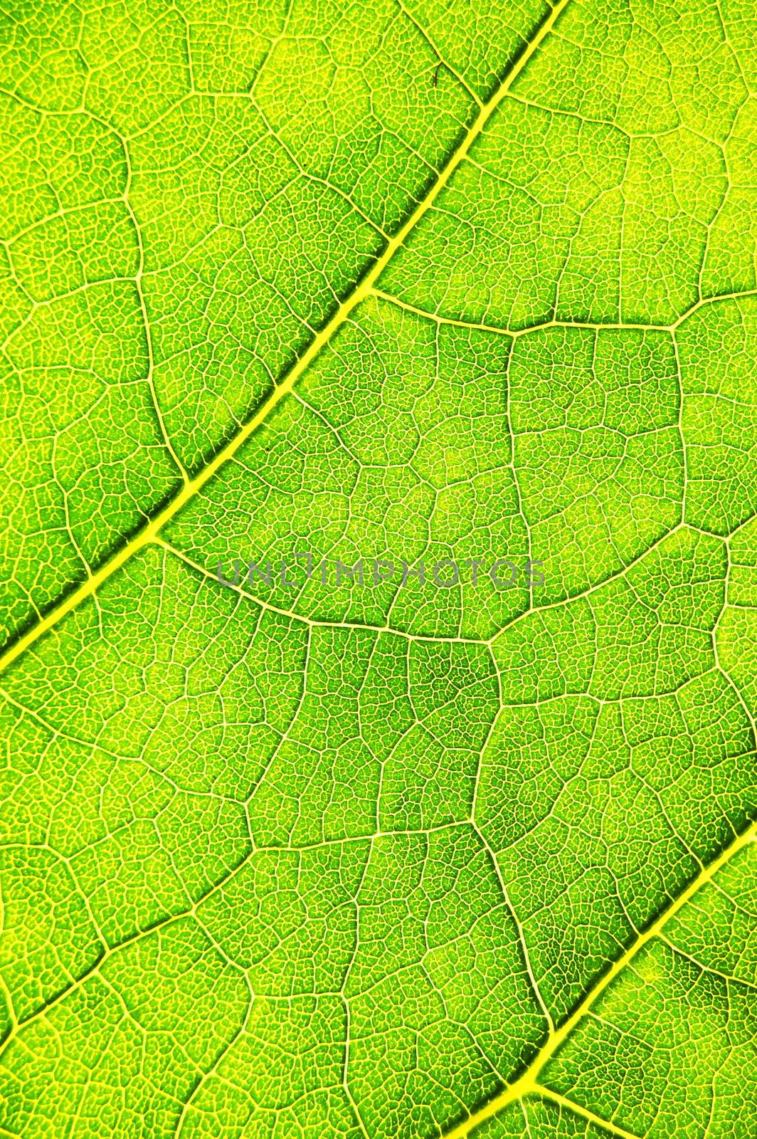 green leaf background by gunnar3000