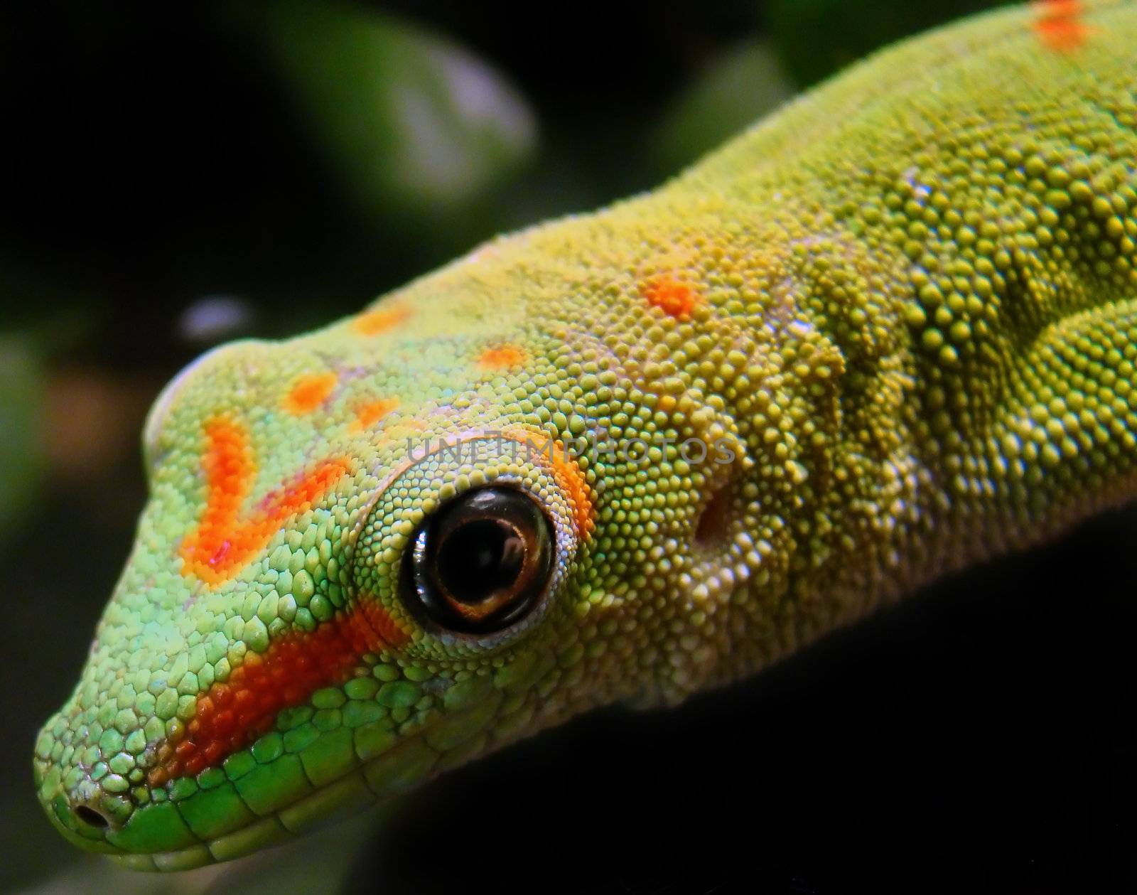           madagascar giant day gecko by amandaols