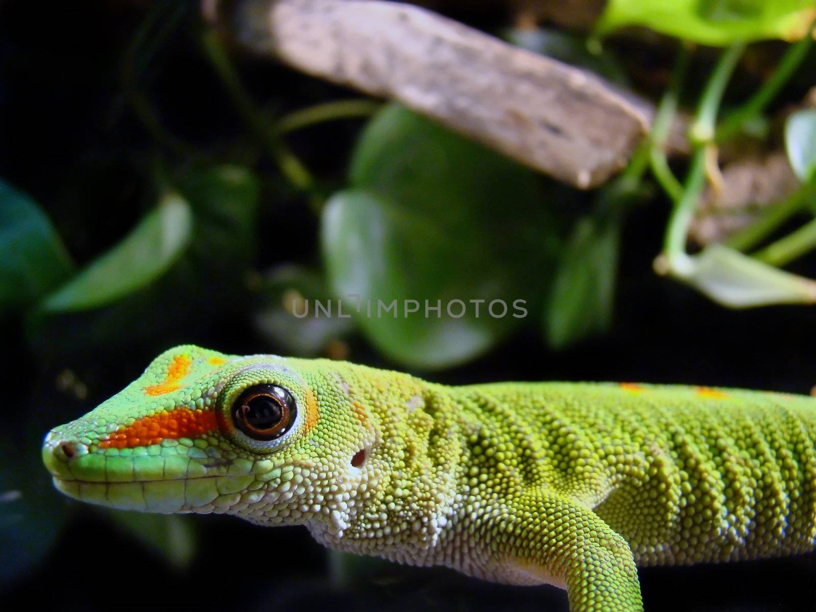           madagascar giant day gecko by amandaols