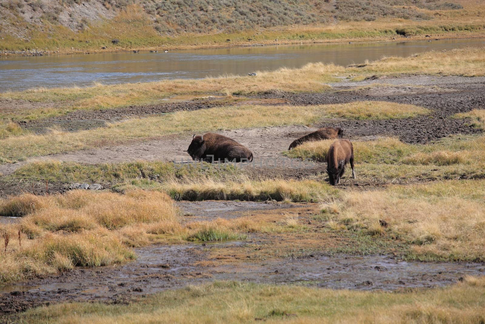 Bison herd graze on grassy hills of Wyoming