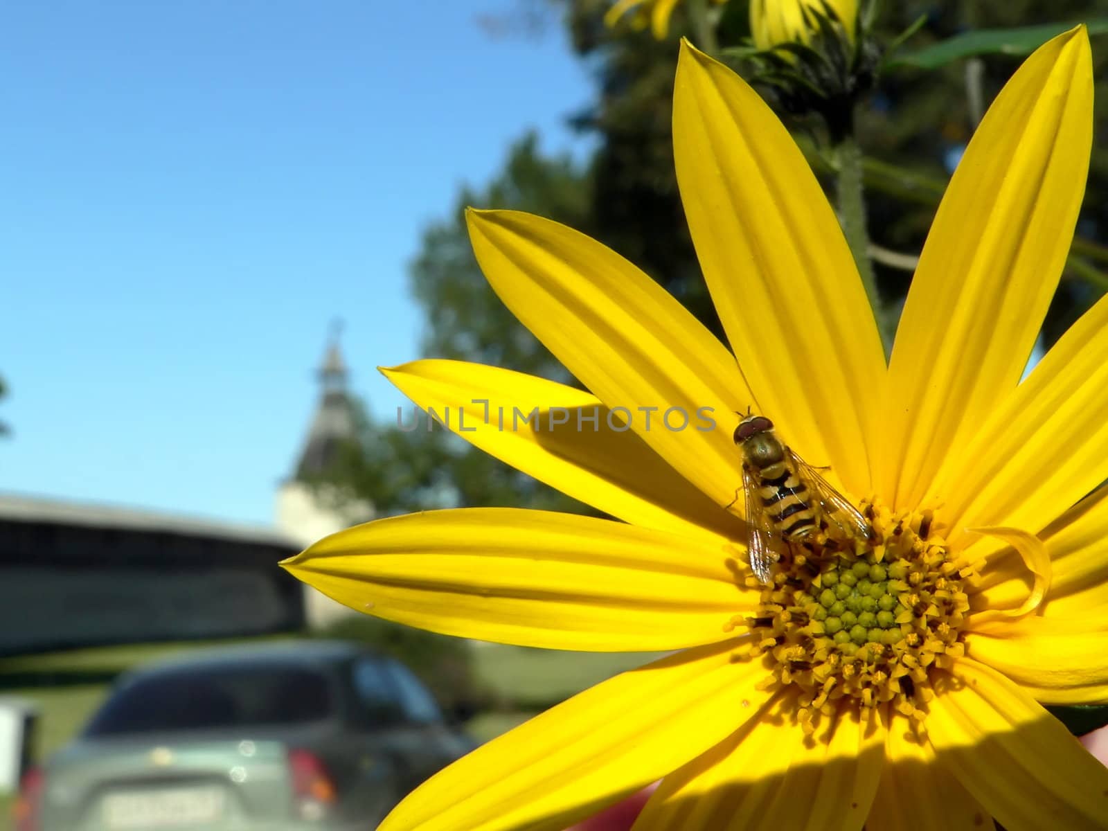 Bee on flower by ichip