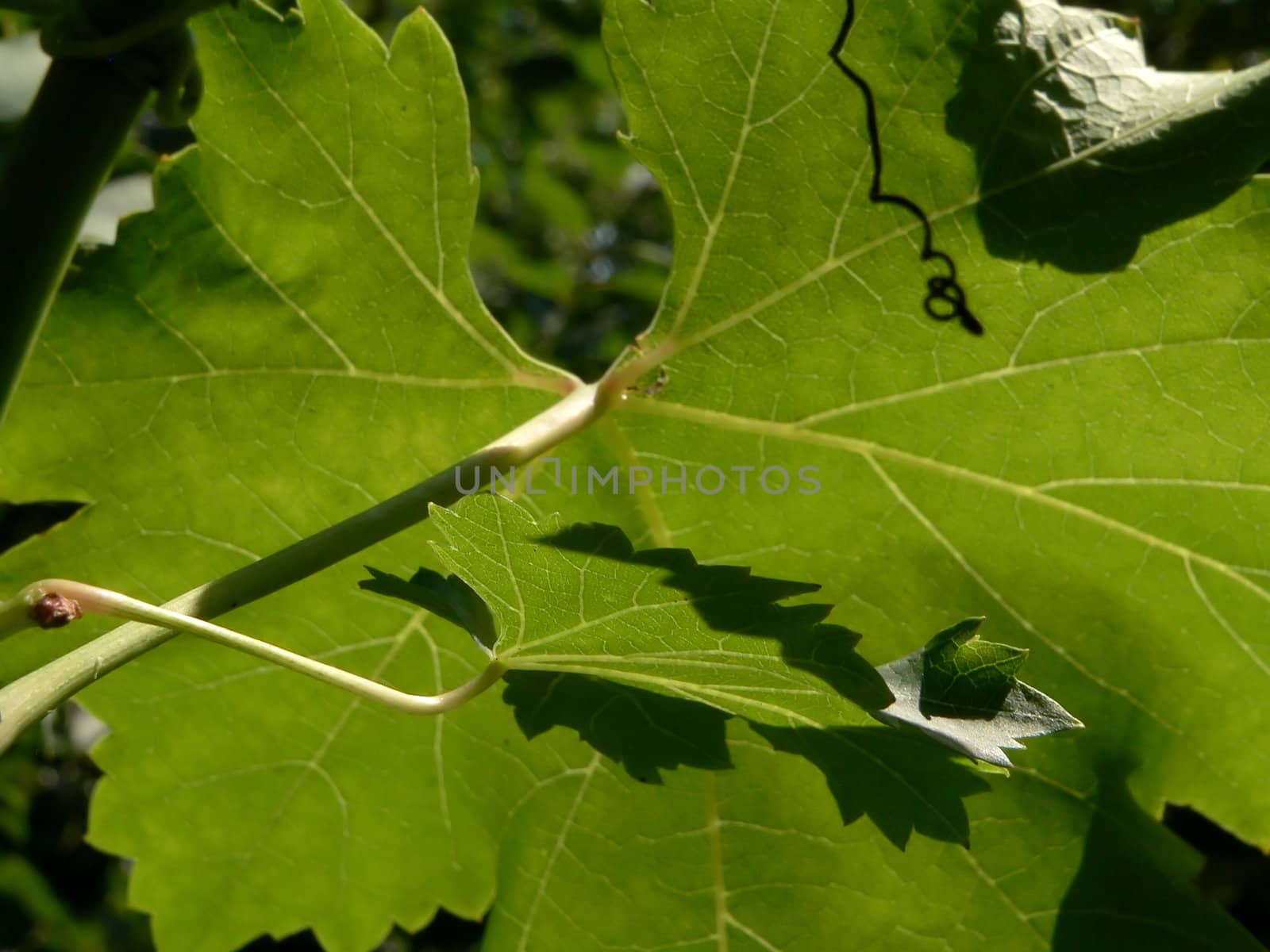 Green grapes  leaves