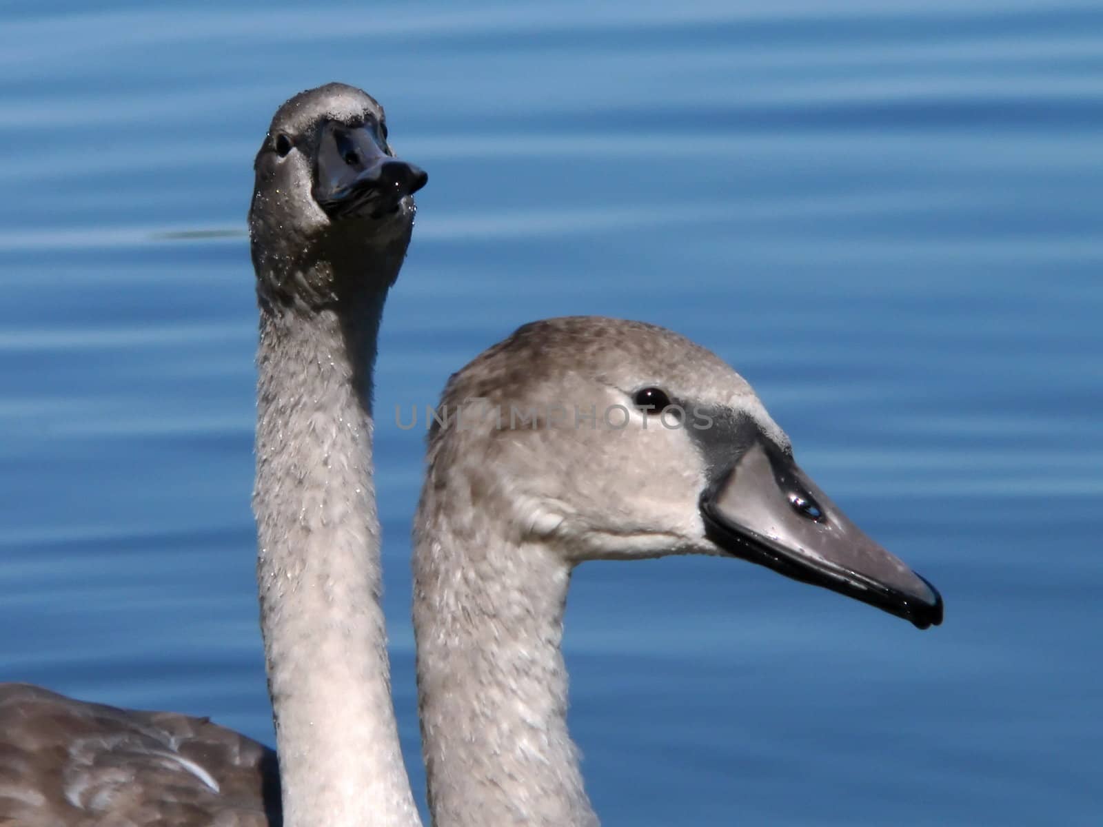 Two gray cygnets by ichip