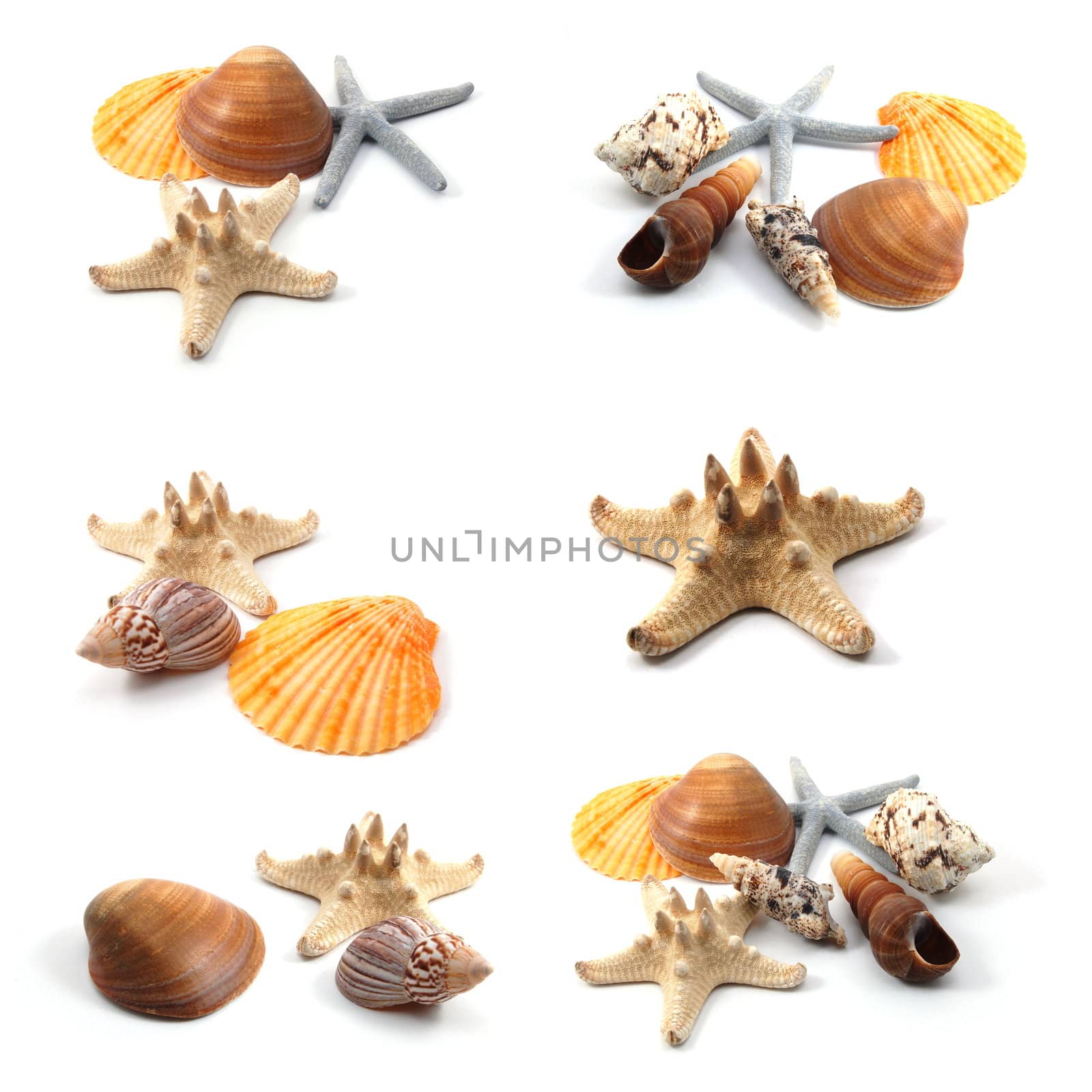 seashells and starfish collection isolated on white background