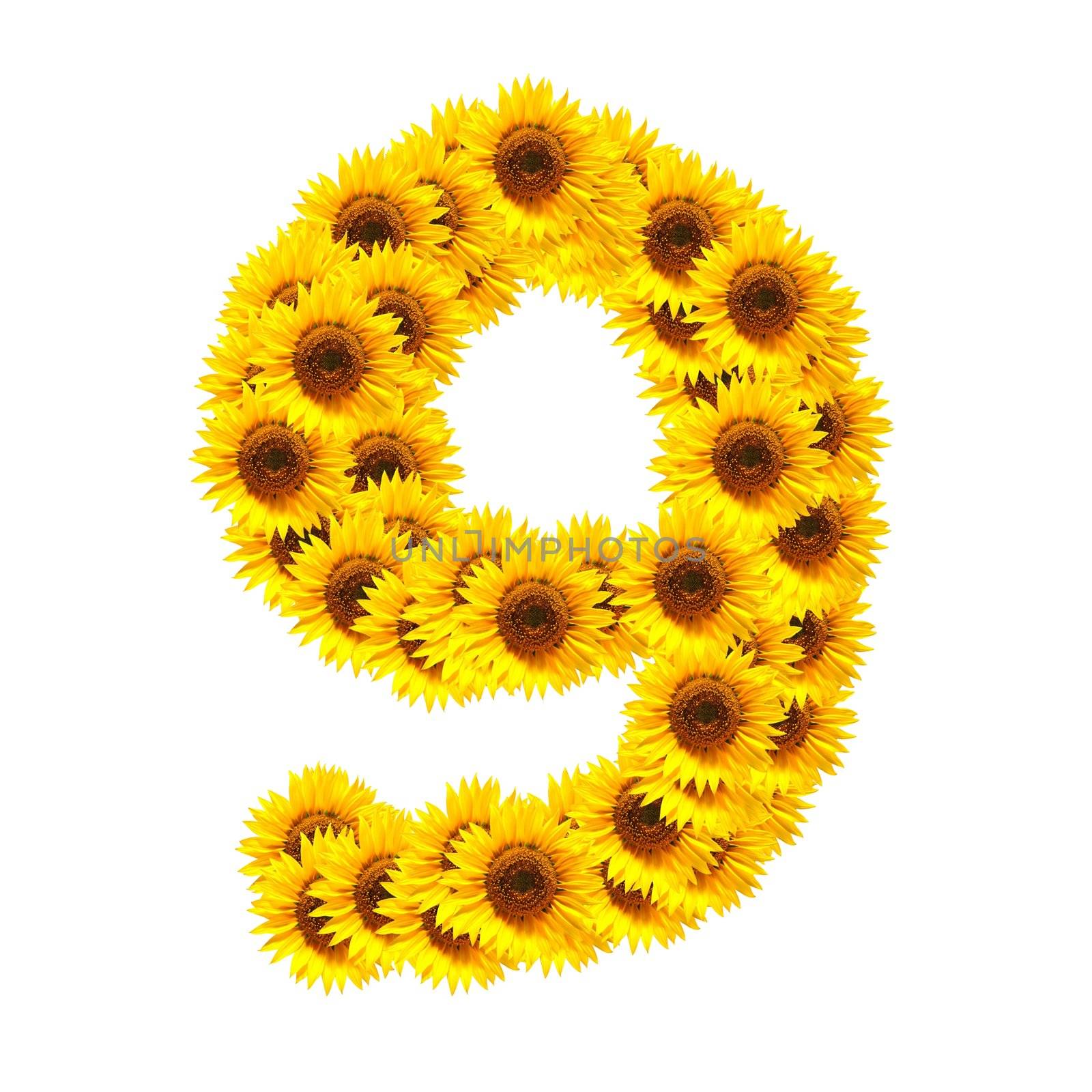 flower alphabet and numbers with sunflowers isolated on white background