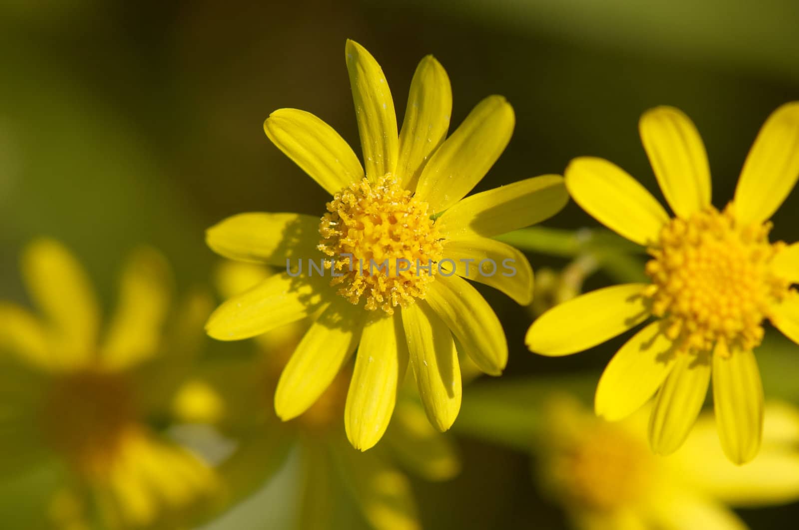 close-up of yellow flower, selective focus