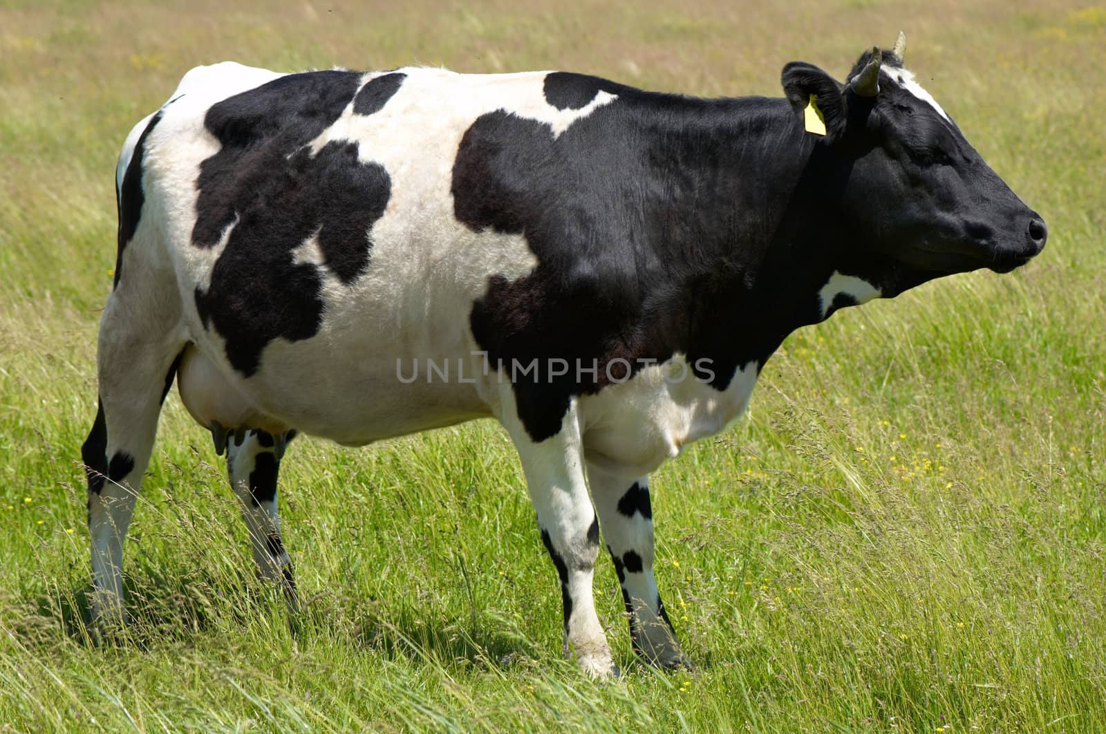 black and white cow grazing at the meadow