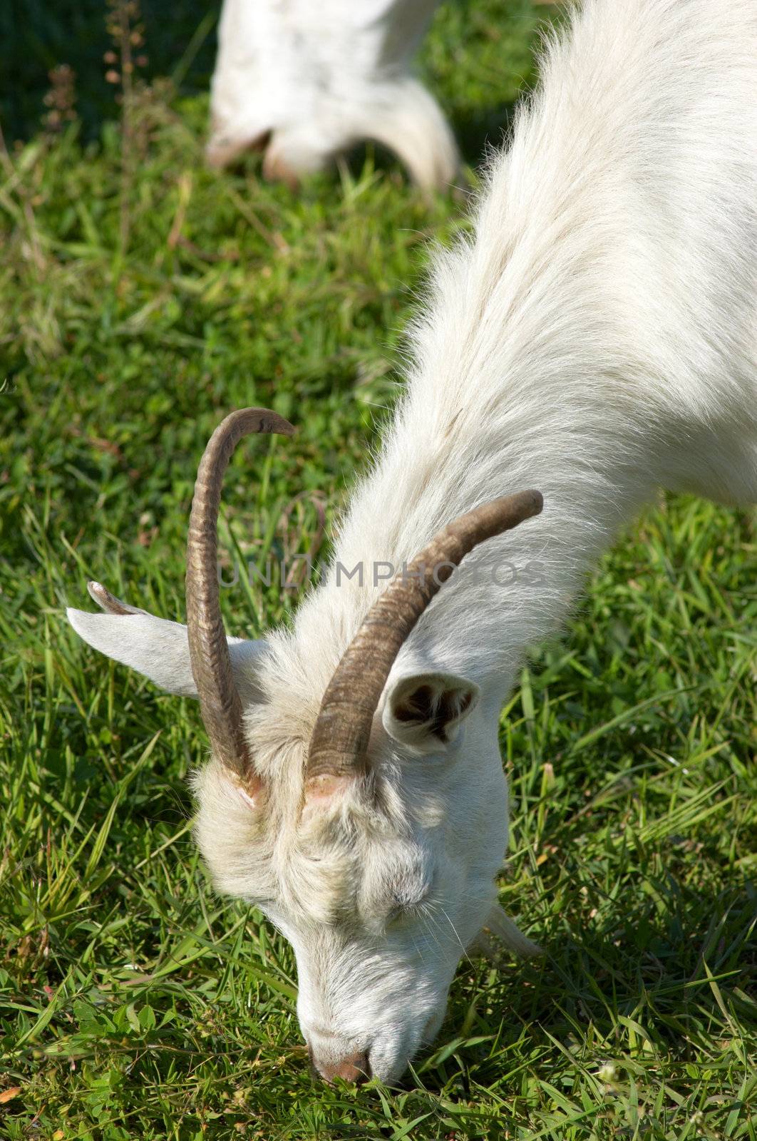 white bearded goat grazing at the green meadow