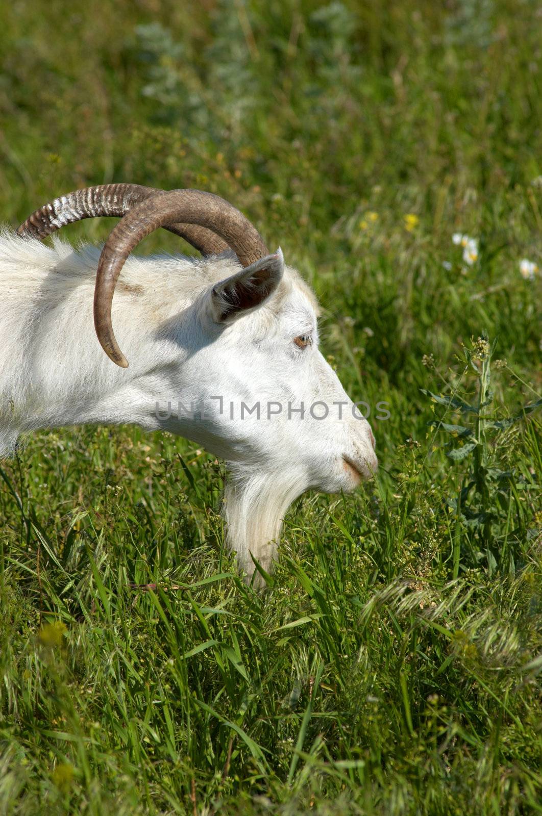 white bearded goat grazing at the green meadow