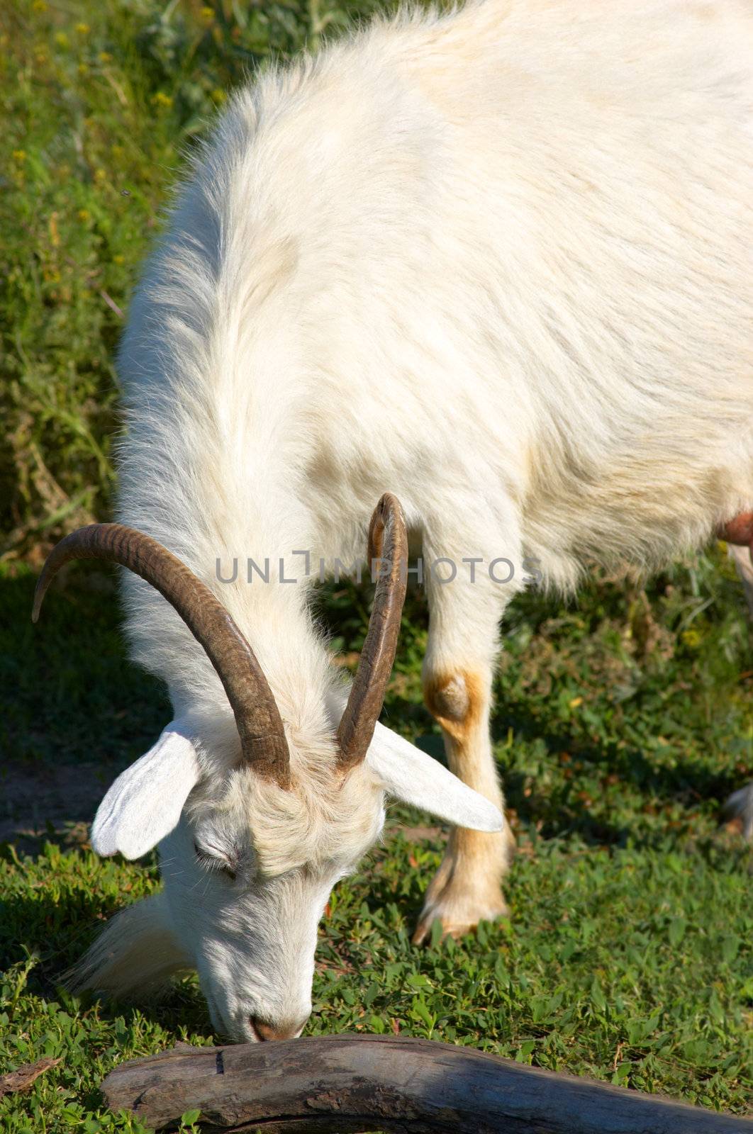 white goat grazing by starush