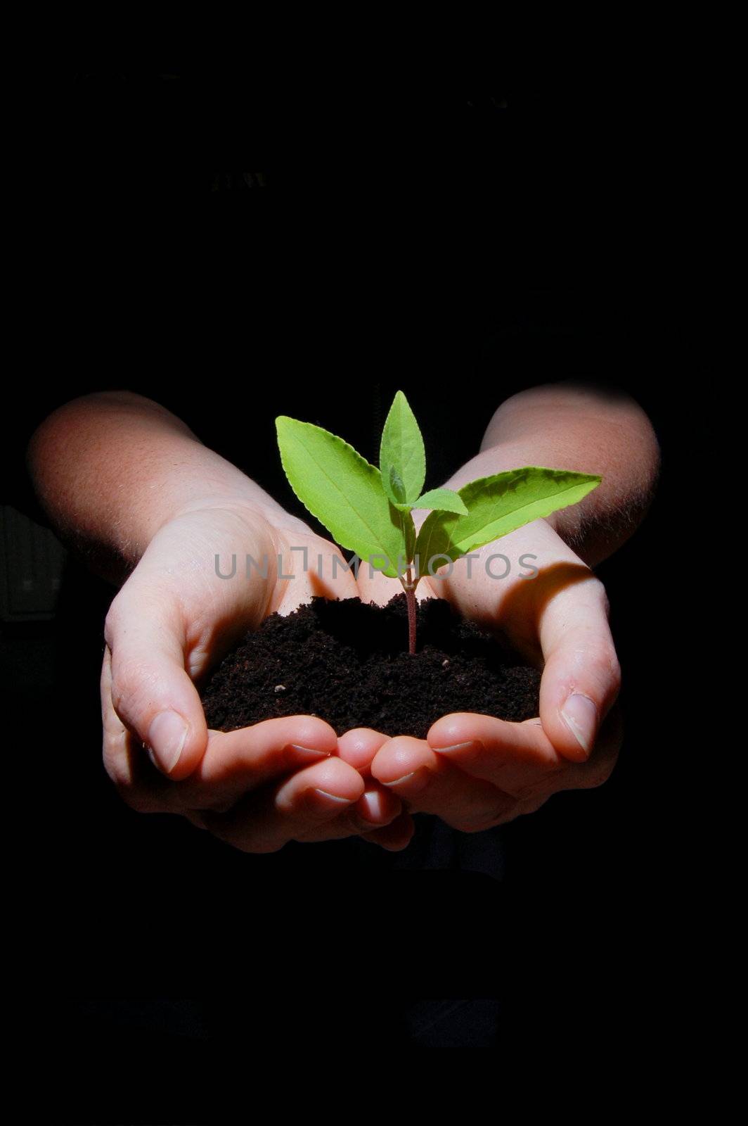 young plant in hand showing concept of youth and growth