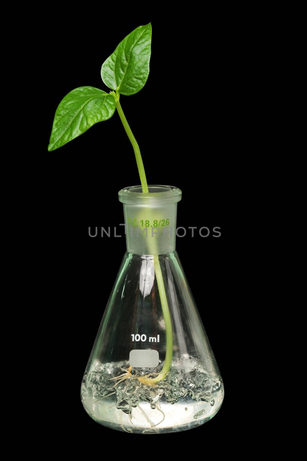 Flask with sprout. Isolated on black [with clipping path].
