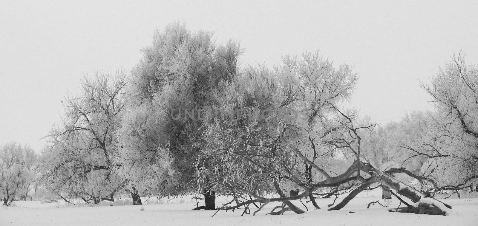 Trees in field near the Big Thompson River, Colorado