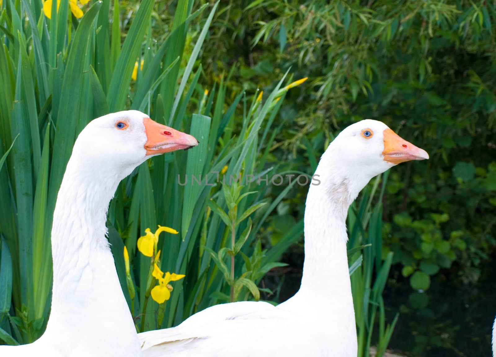 Pure White Geese With orange Beak Looking for Food by bobbigmac