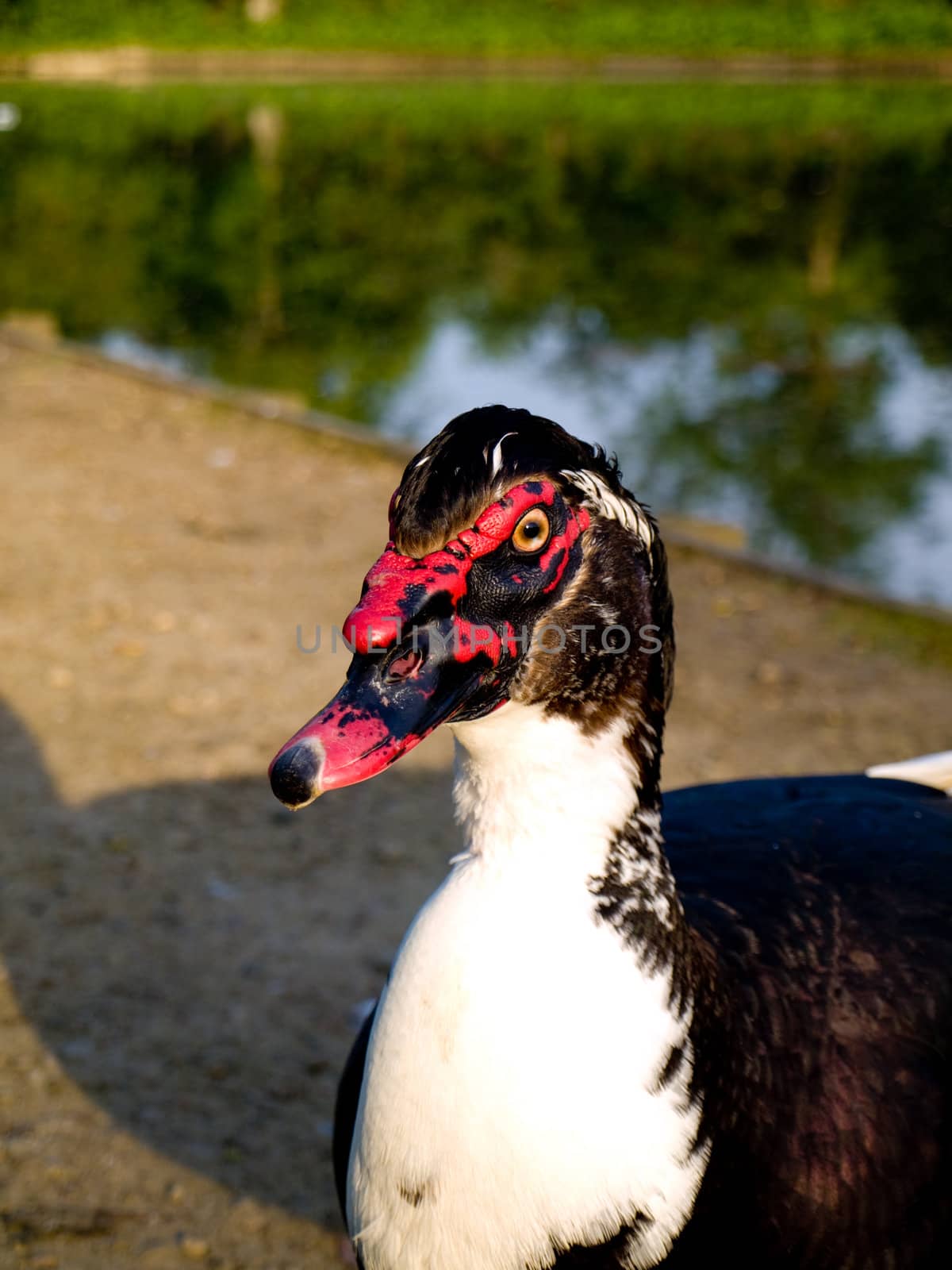 Strange Black Goose in Summer By English pond