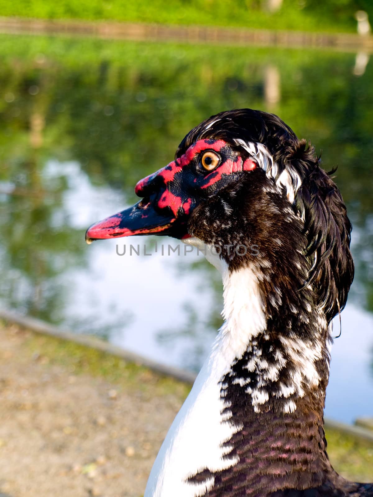 Strange Black Goose in Summer By English pond