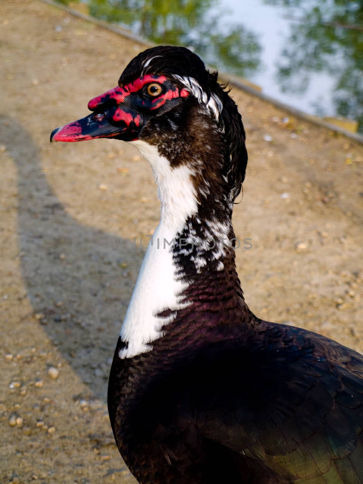 Strange Black Goose in Summer By English pond