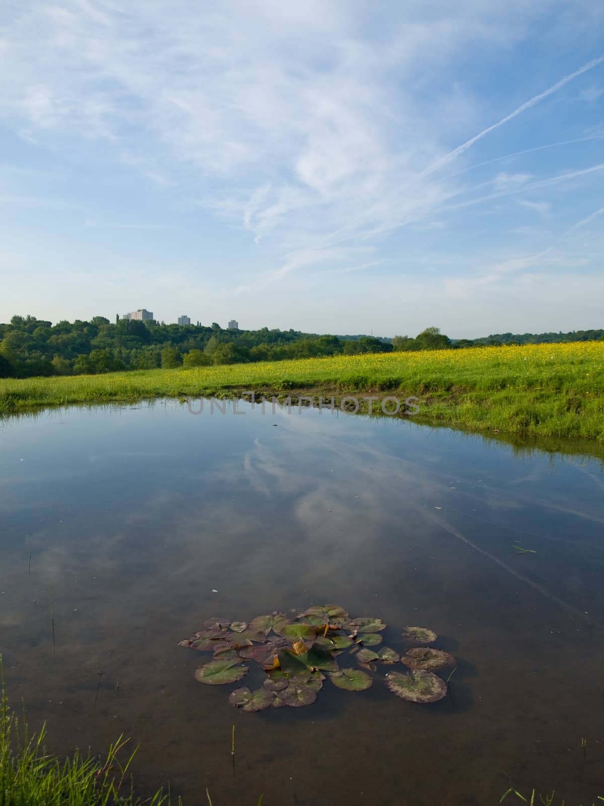 Small Pond in an English Field with Waterlillies