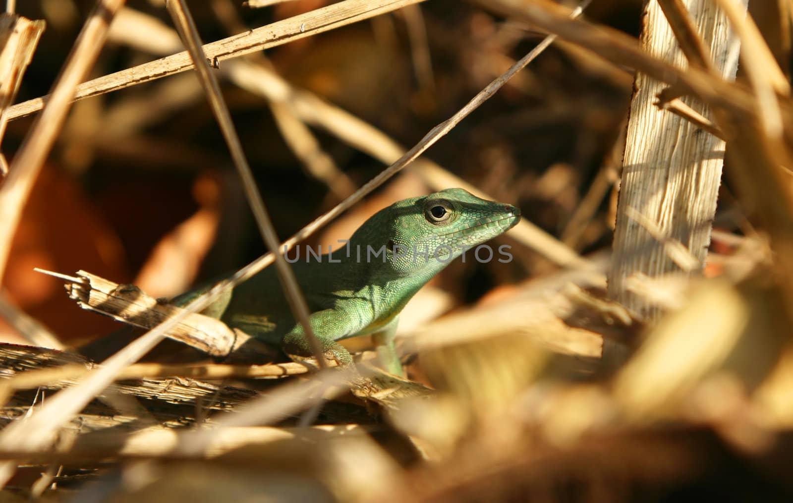 A closeup shot of a green lizard hiding out in some vegetation.